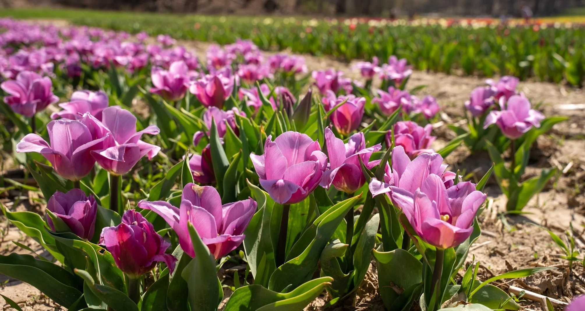 Purple flowers at the Tulip Festival in central Ohio