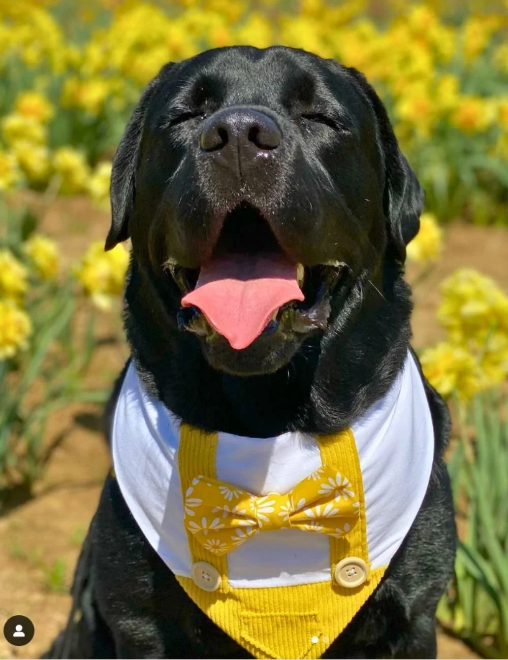 A good boy dog smiling in a field of daffodils at Timbuk Farms during the Tulip Festival in central Ohio