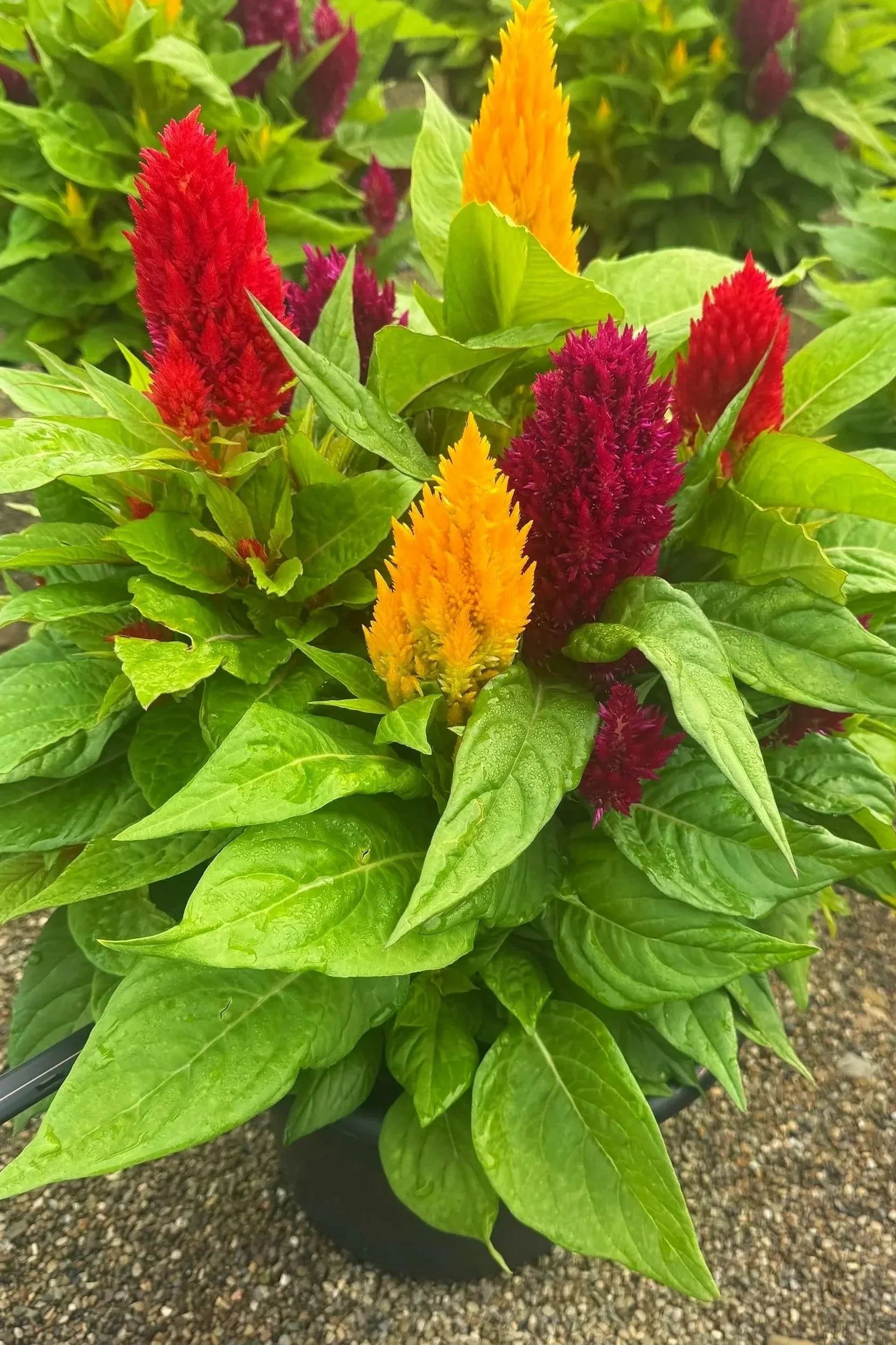 Colorful celosia flowers from Ohio garden center, Timbuk Farms
