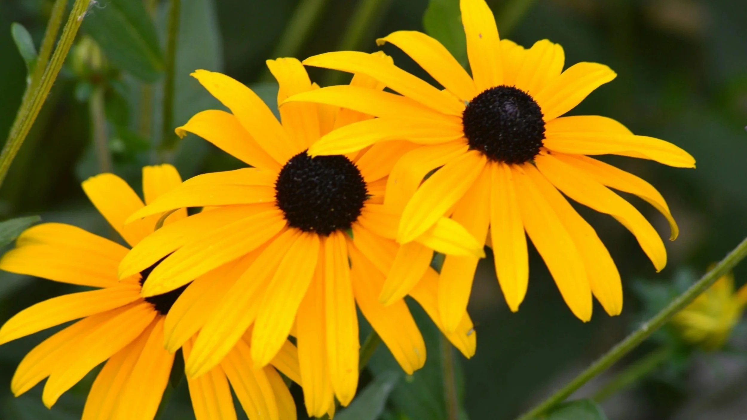 Black-Eyed Susan flowers from an Ohio garden center