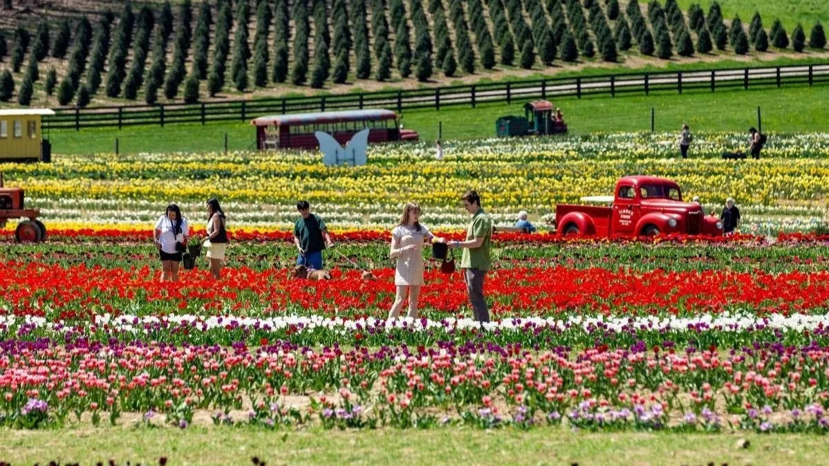 People and families enjoying thousands of tulips at Ohio's best spring event: The Tulip Festival at Timbuk Farms