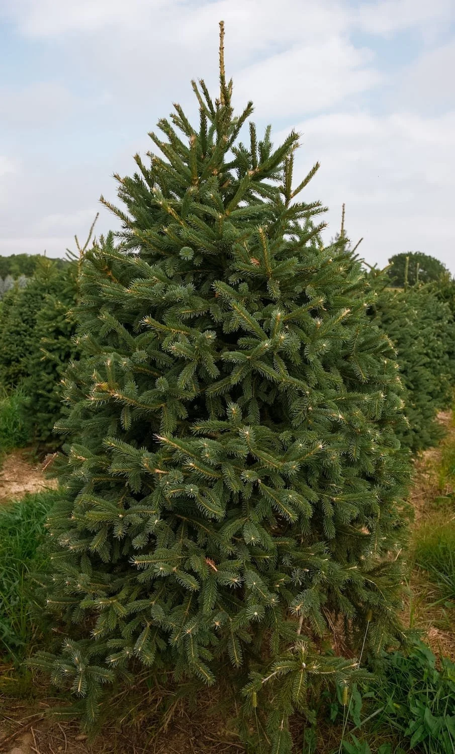 white-spruce.JPG