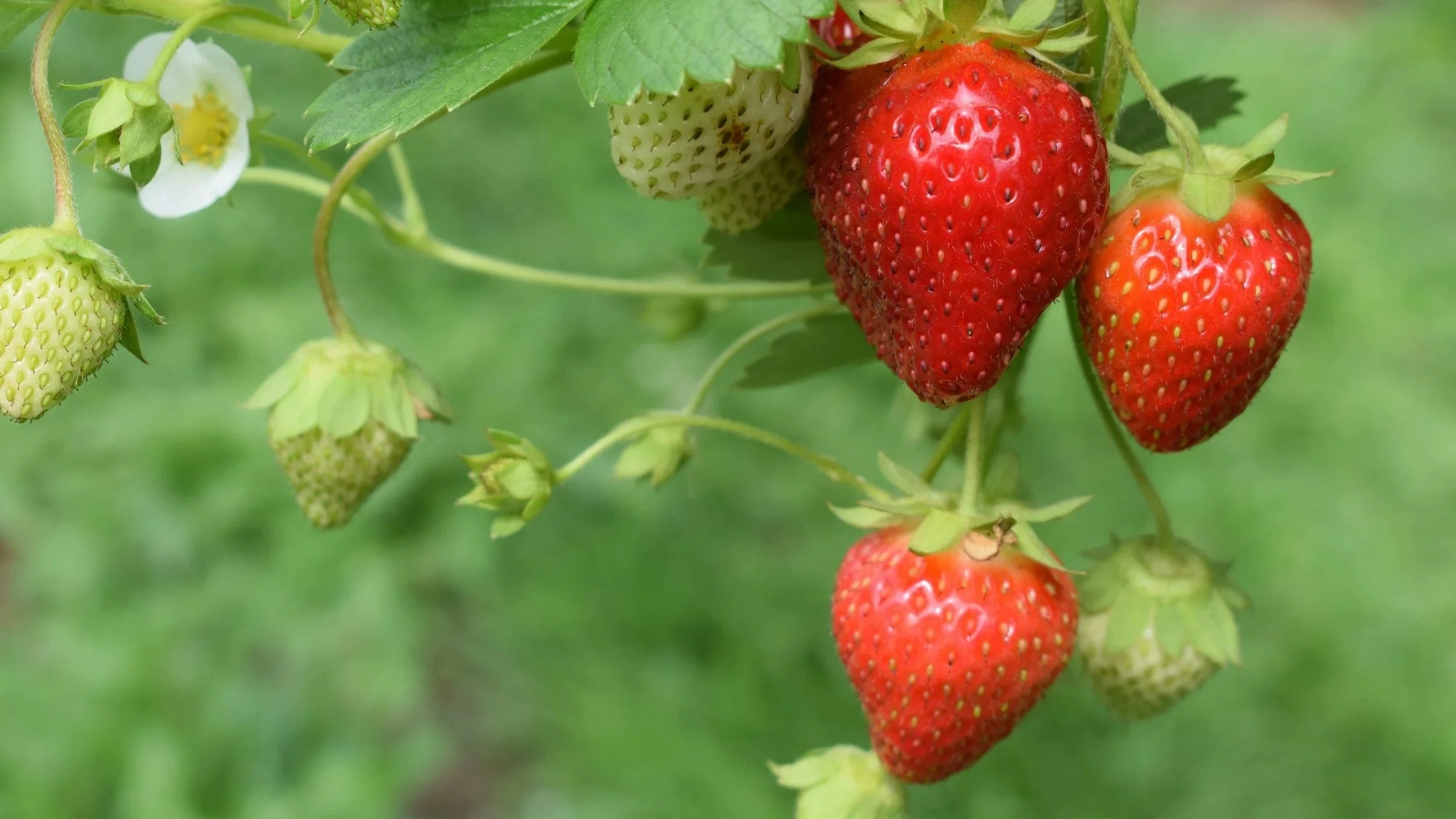 Homegrown strawberries in an Ohio garden.