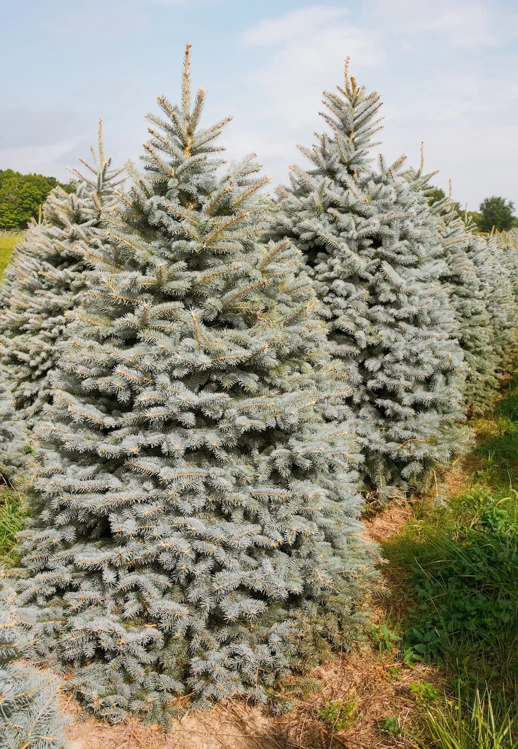 blue-spruce.JPG