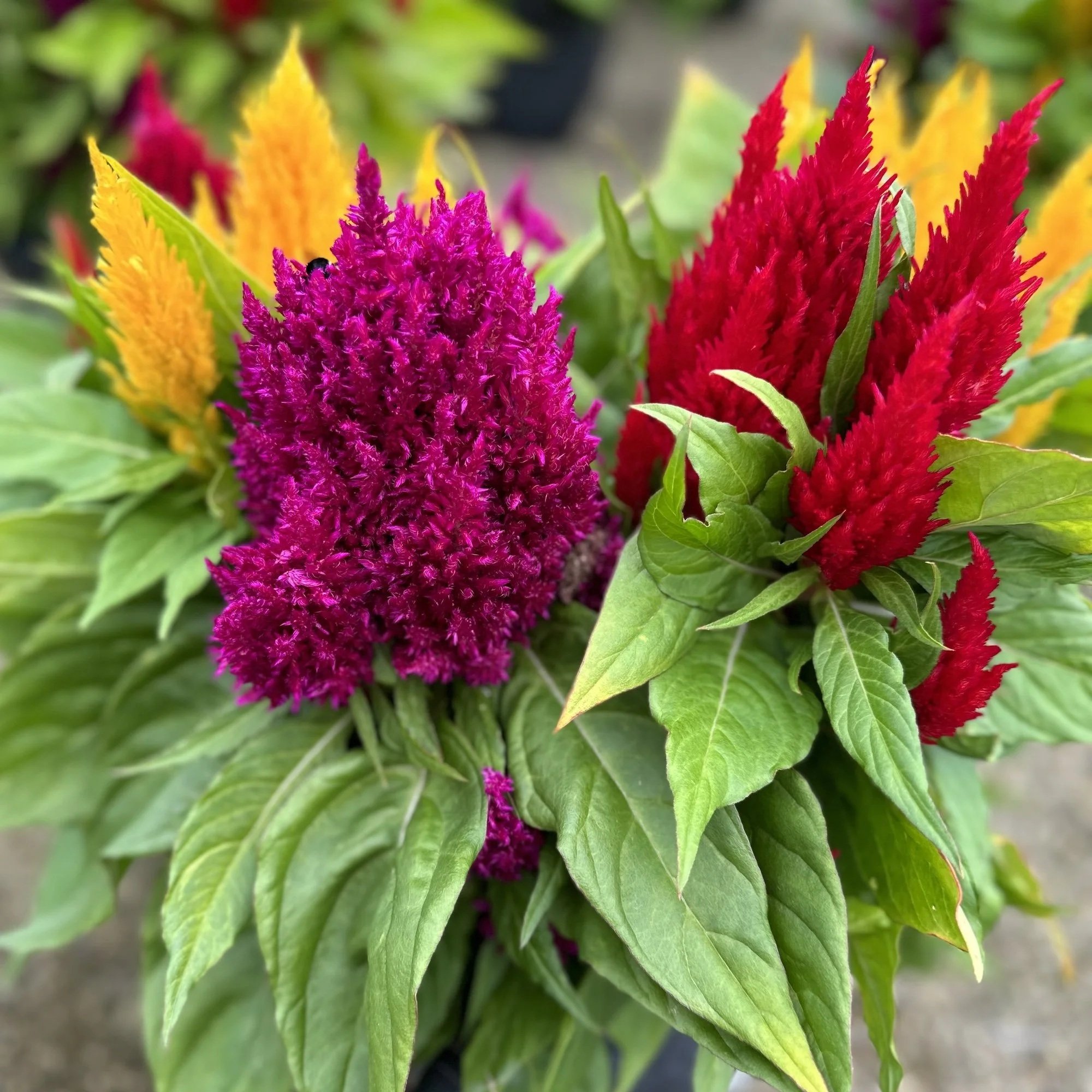 Celosia
