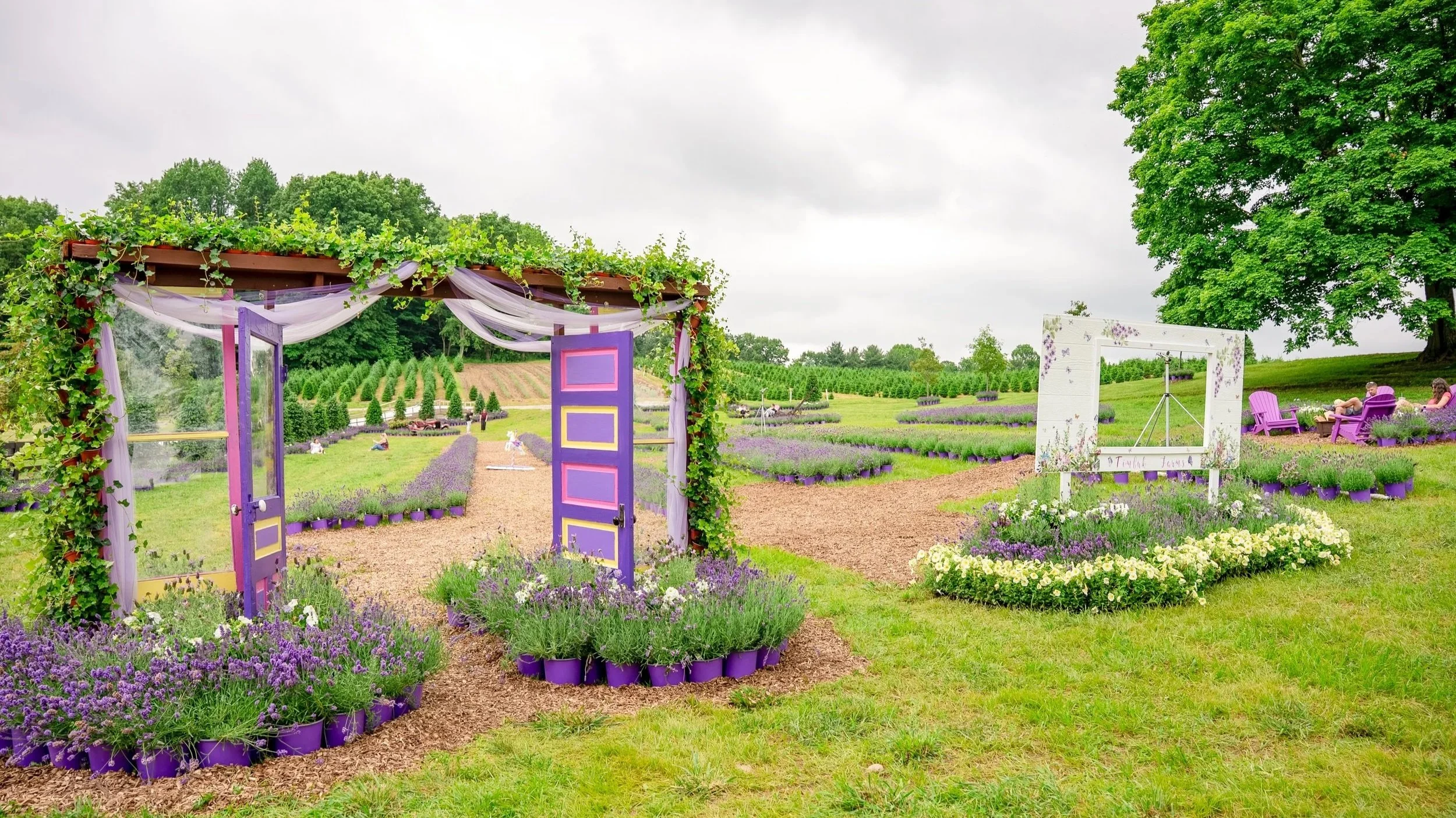 family-friendly event of Lavender Days at Timbuk Farms in Granville, Ohio