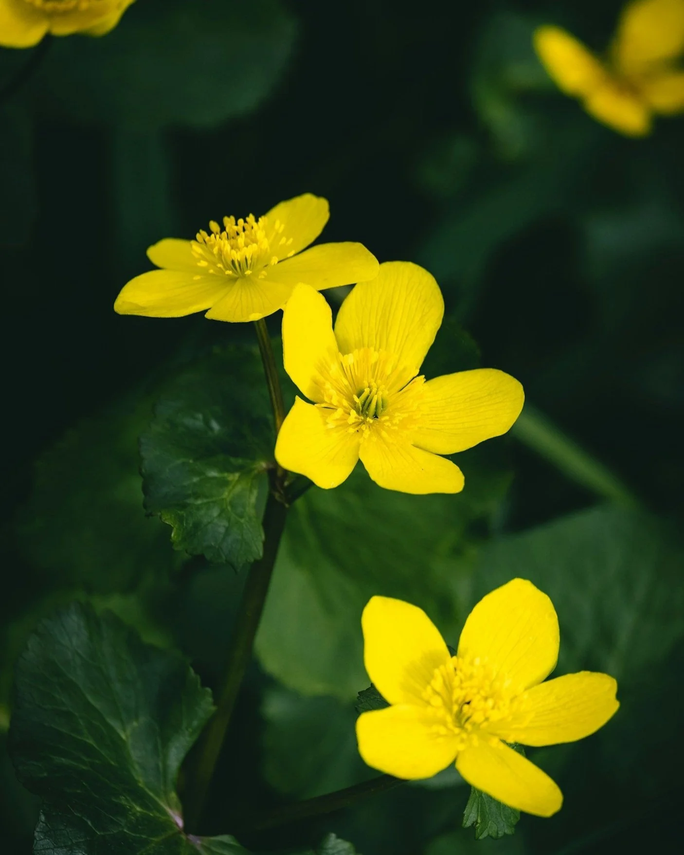 Yellow marsh marigold flowers on a green leaf background. Marsh marigolds are native to Ohio and great for pollinators.