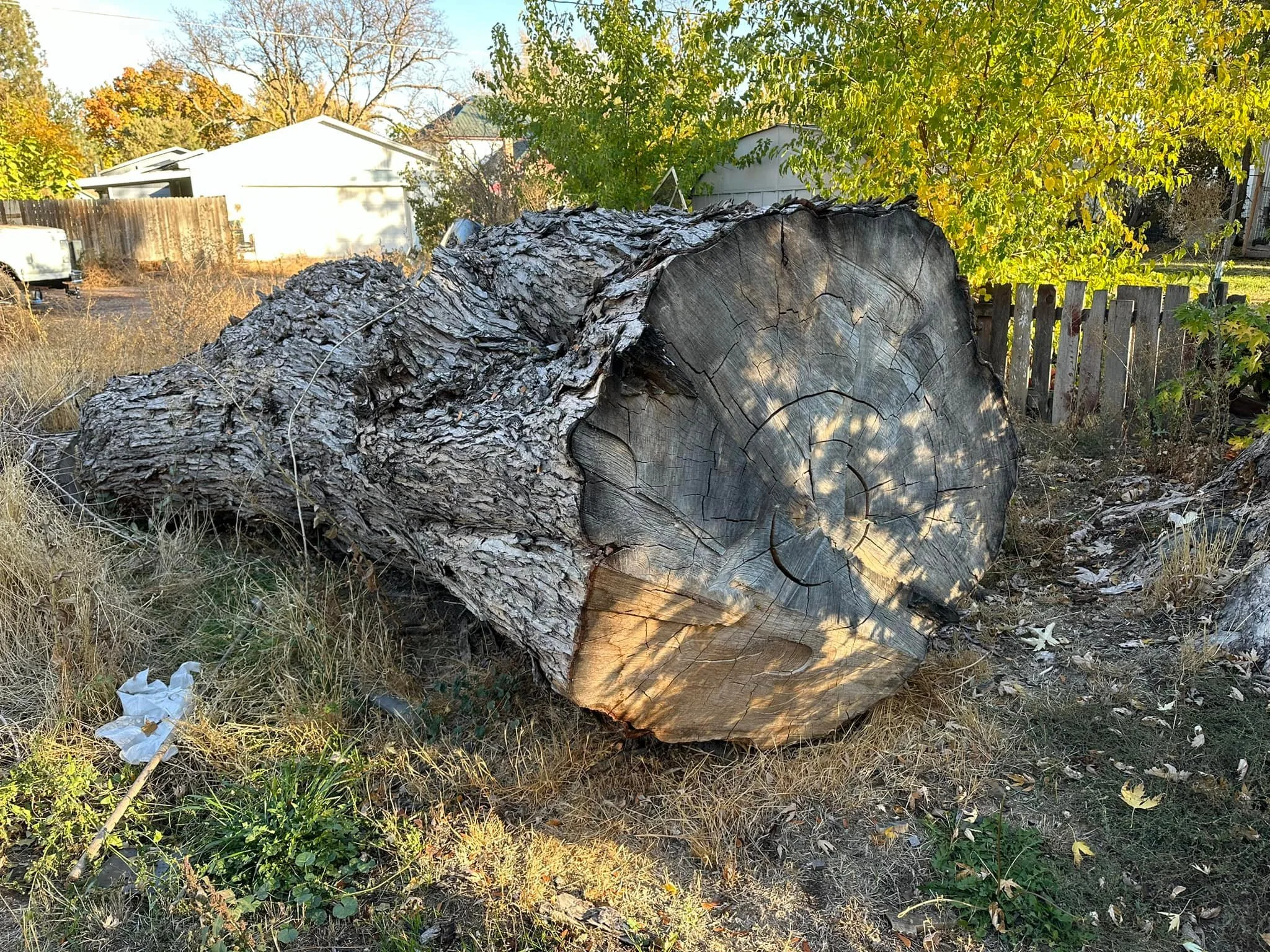 Here I go again getting suckered in to hauling a huge tree away. Someday I will learn to say no