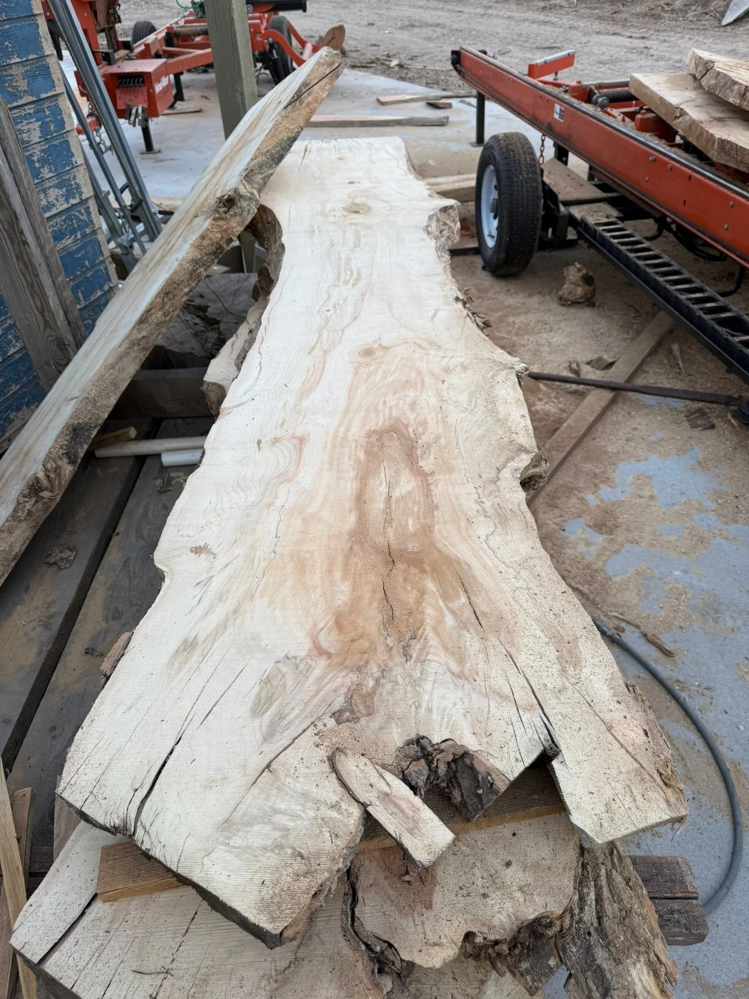 I did two mystery logs on the new the sawmill today. One is spotted maple and the other is white oak. I never know what I&rsquo;m gonna see when I open up a log.