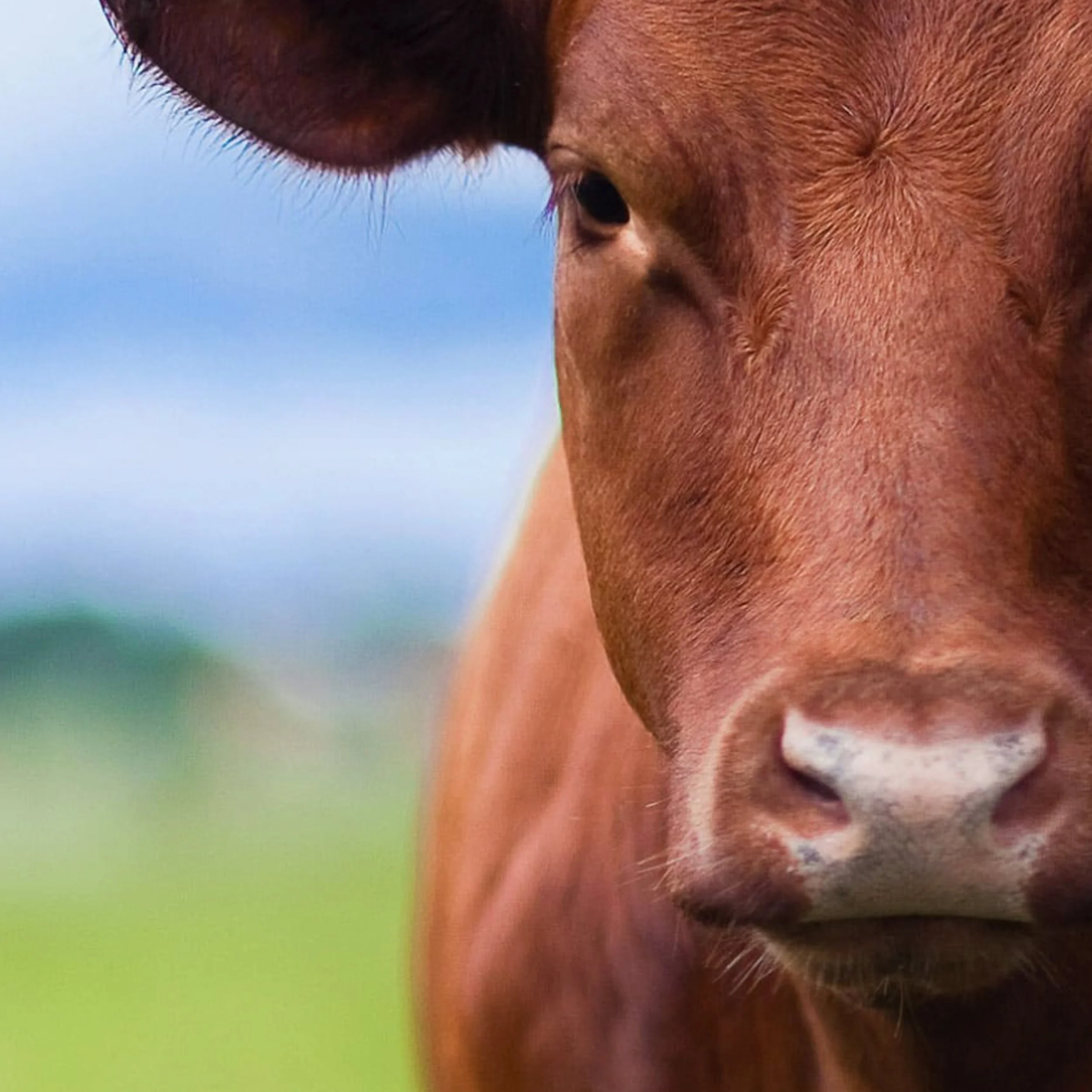 Bank of the West CCB