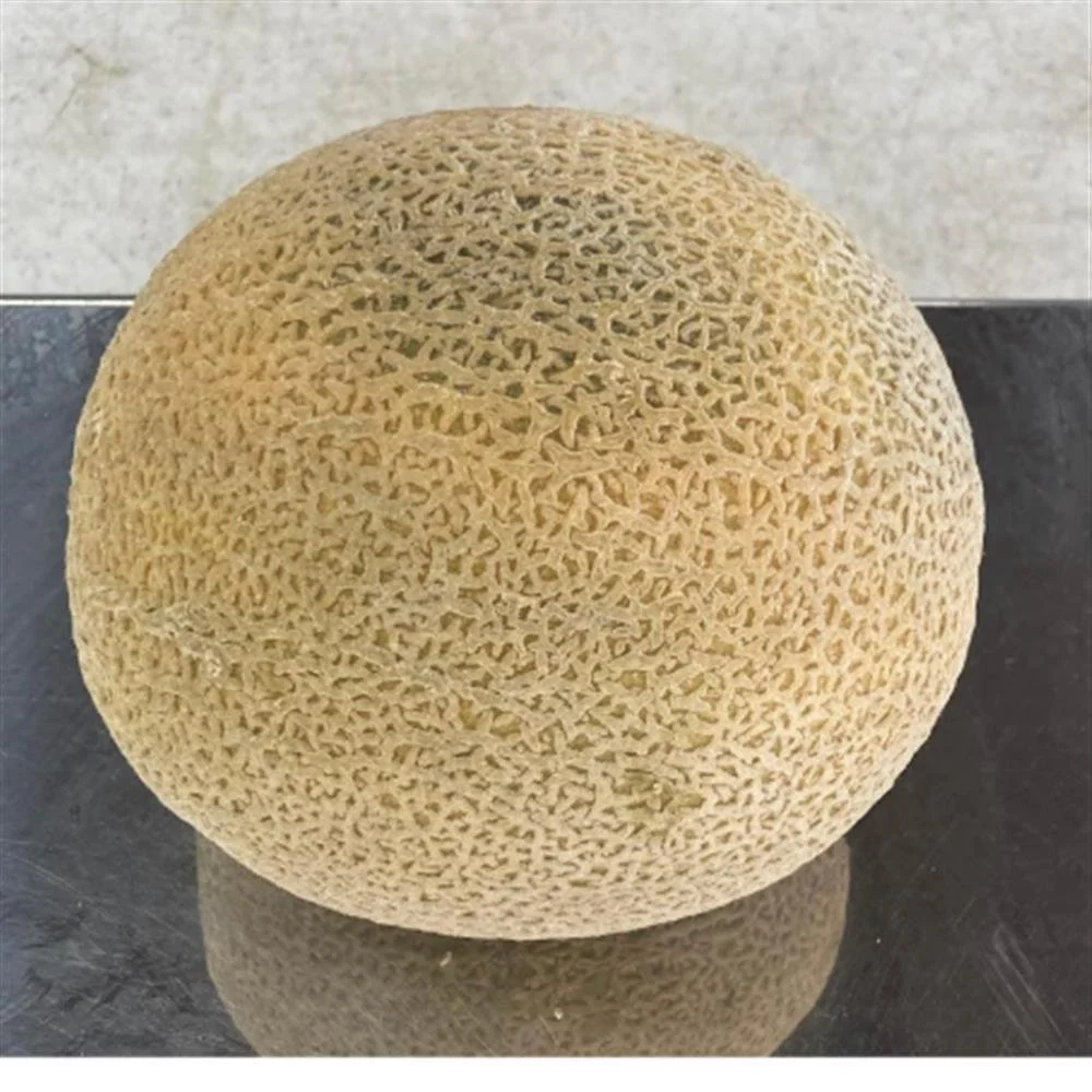 Cantaloupe