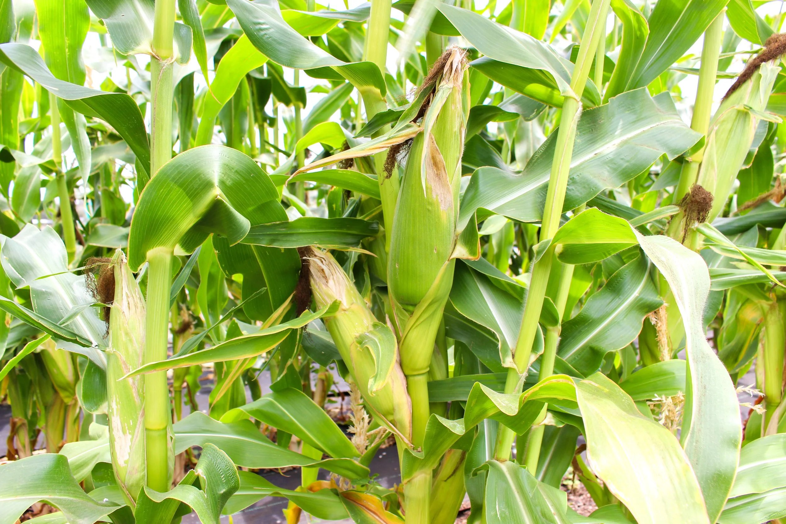Corn