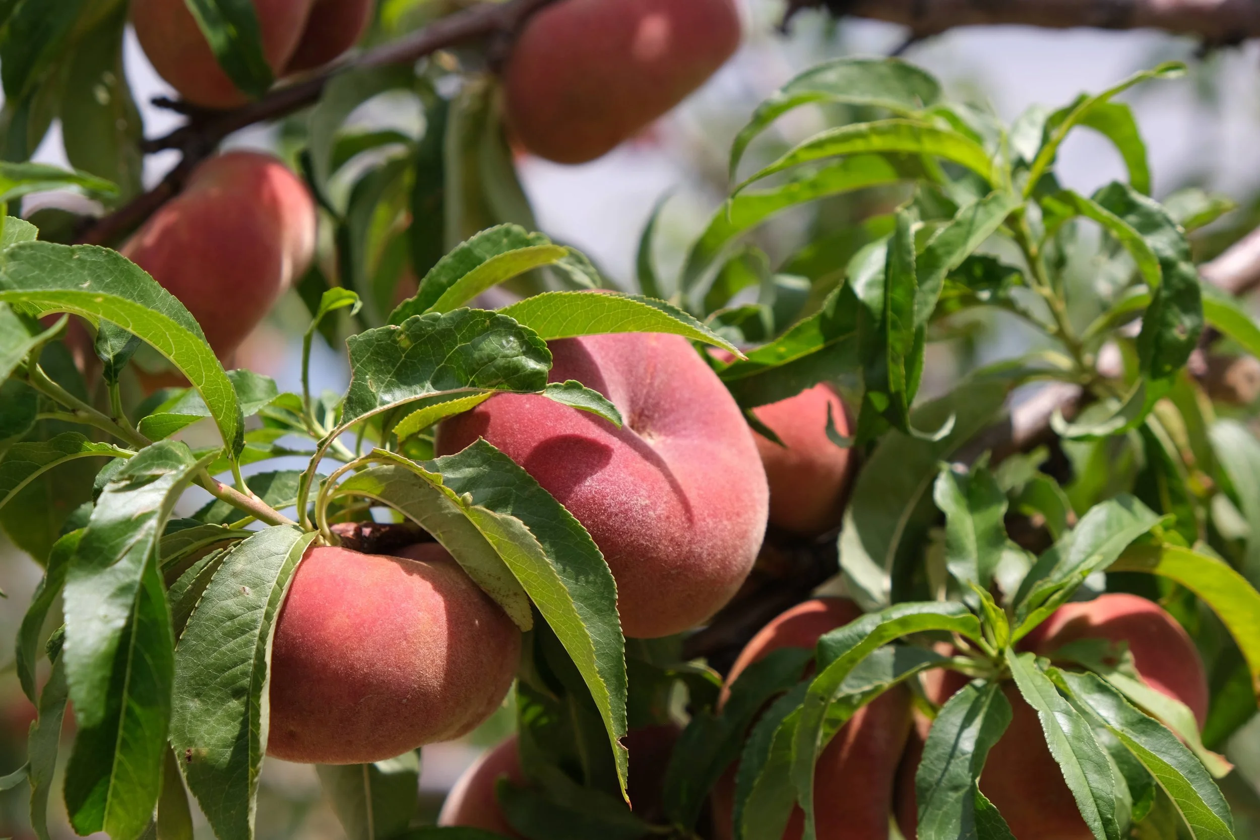 Donut Peaches