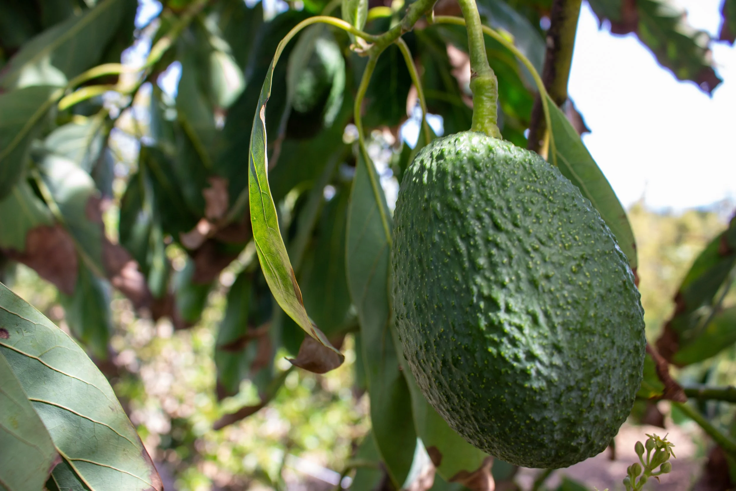 Avocados: Fuerte, Hass