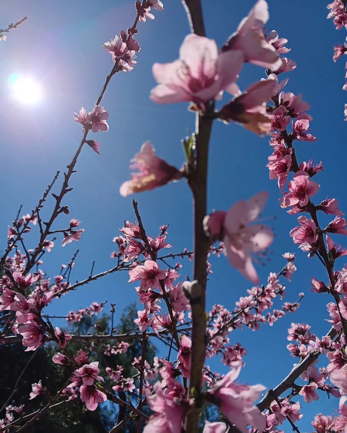 Stone fruit blossom time, get ready for the summer!