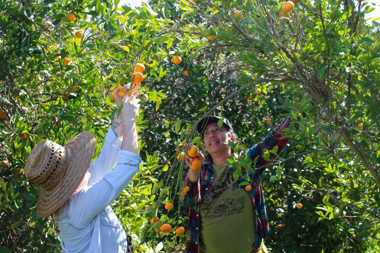 C🍊🍊P E R A T I O N  I N  A C T I O N
Got your oranges for #LunarNewYear? Whether you celebrate #Tết, #春节, or #설날 (or you just need Vitamin C to fight that cold going around 🤧), we have delicious, #regenerativelygrown citrus for your table. Come to