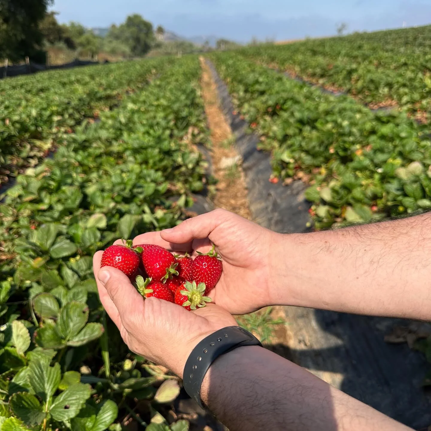 Imperial Beach! Your first delivery of regenerative produce grown right here in San Diego County is coming to your local grocery co-op @suncoastmarket on THURSDAY. Taste what your neighbors are cultivating:
🥬 Kale, lettuce, and parsley from @groweco