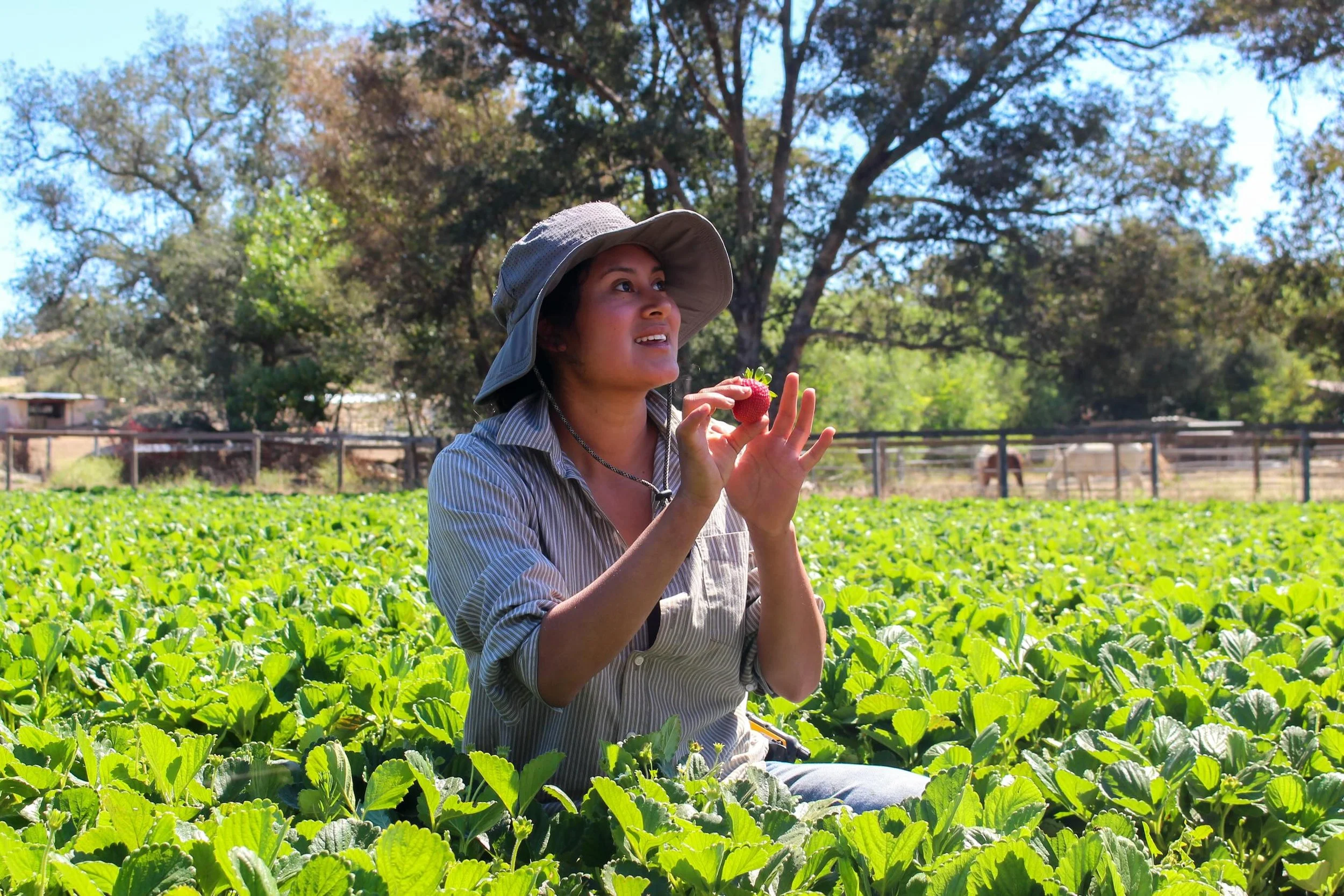 On Friday, our farmer apprentices learned how to pick strawberries at @solidarityfarmsd.

Strawberry pickers are some of the lowest paid and most exploited workers in the conventional food system. They struggle with constant strain on their backs and