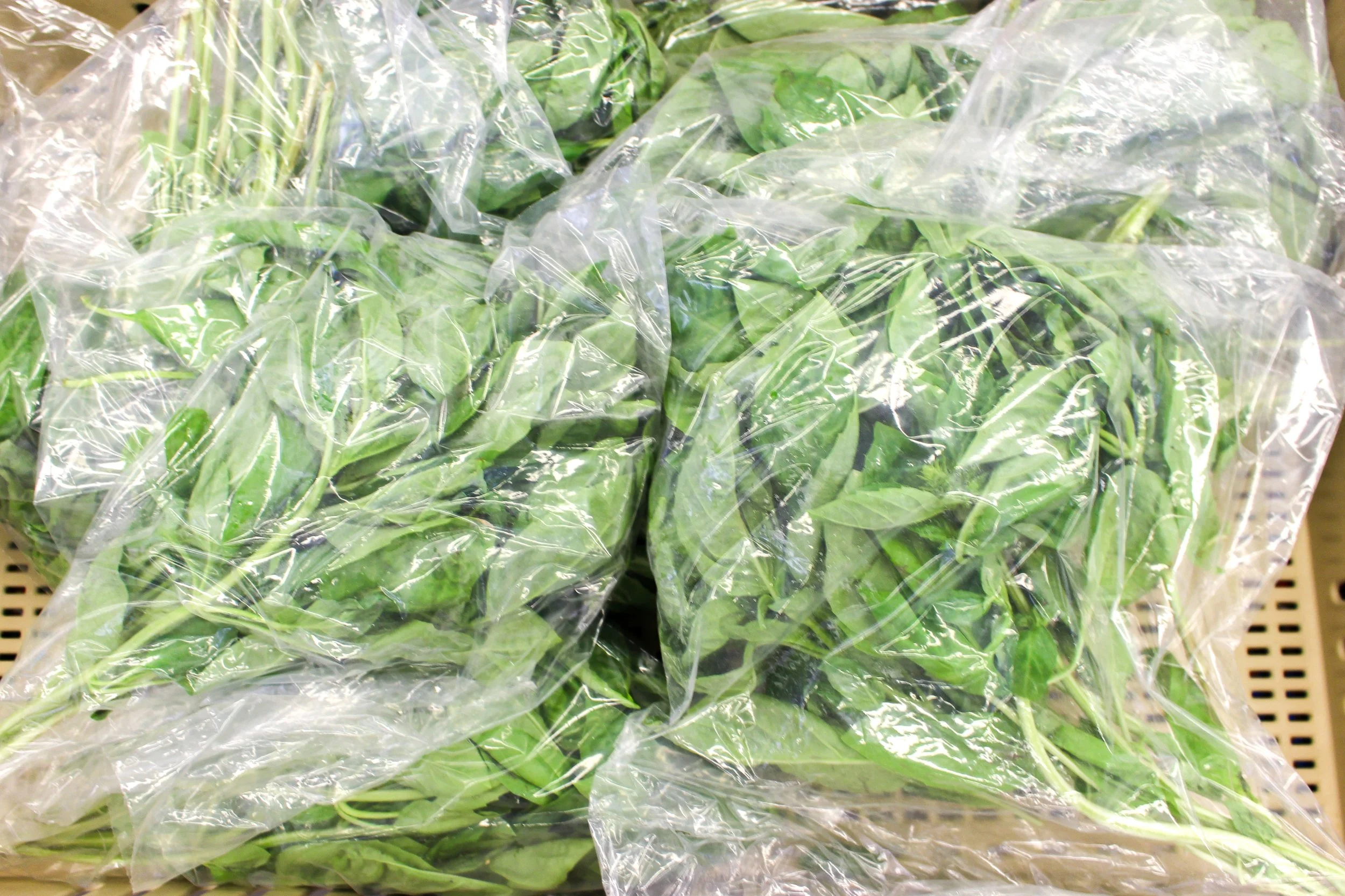 Basil