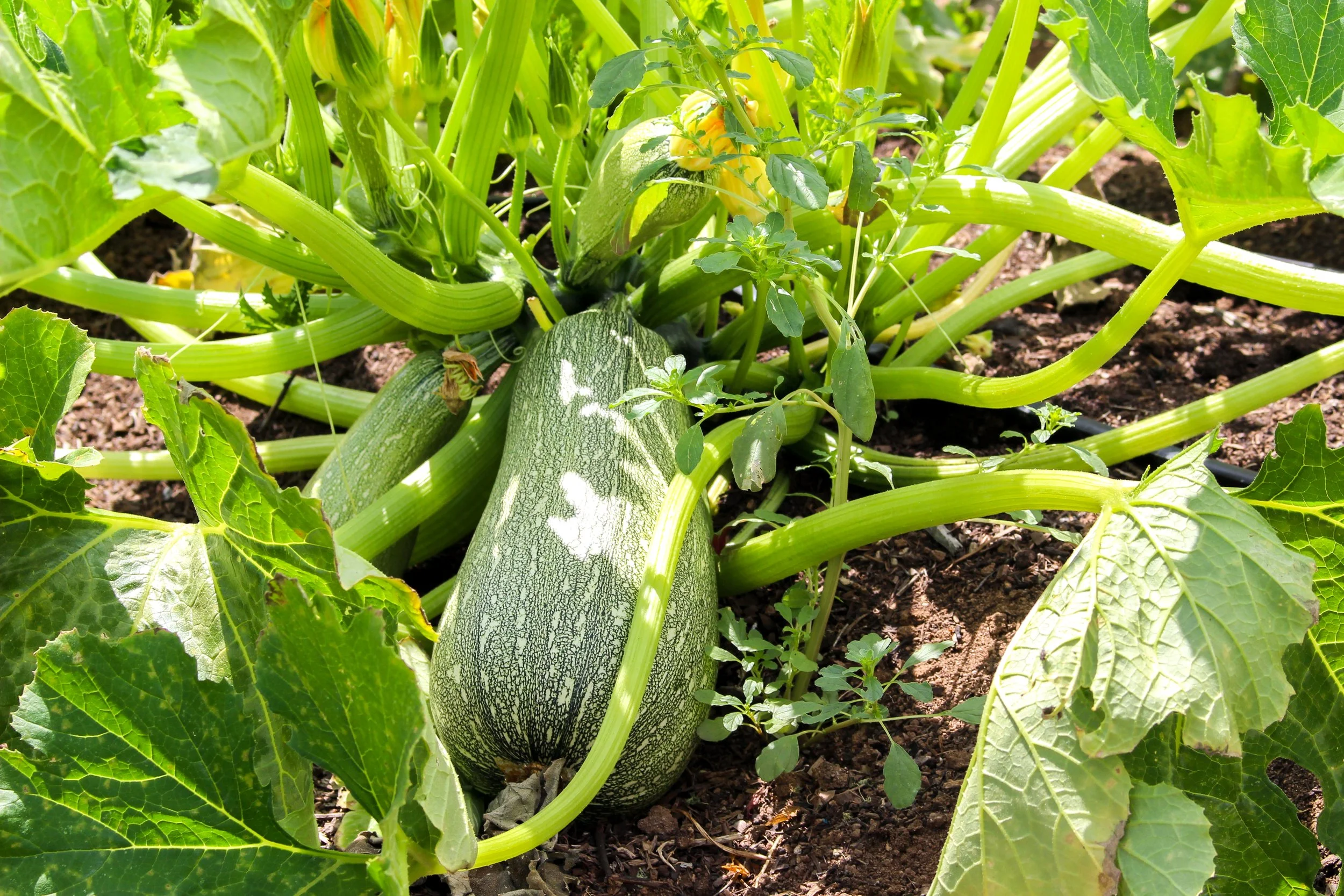 Summer Squash