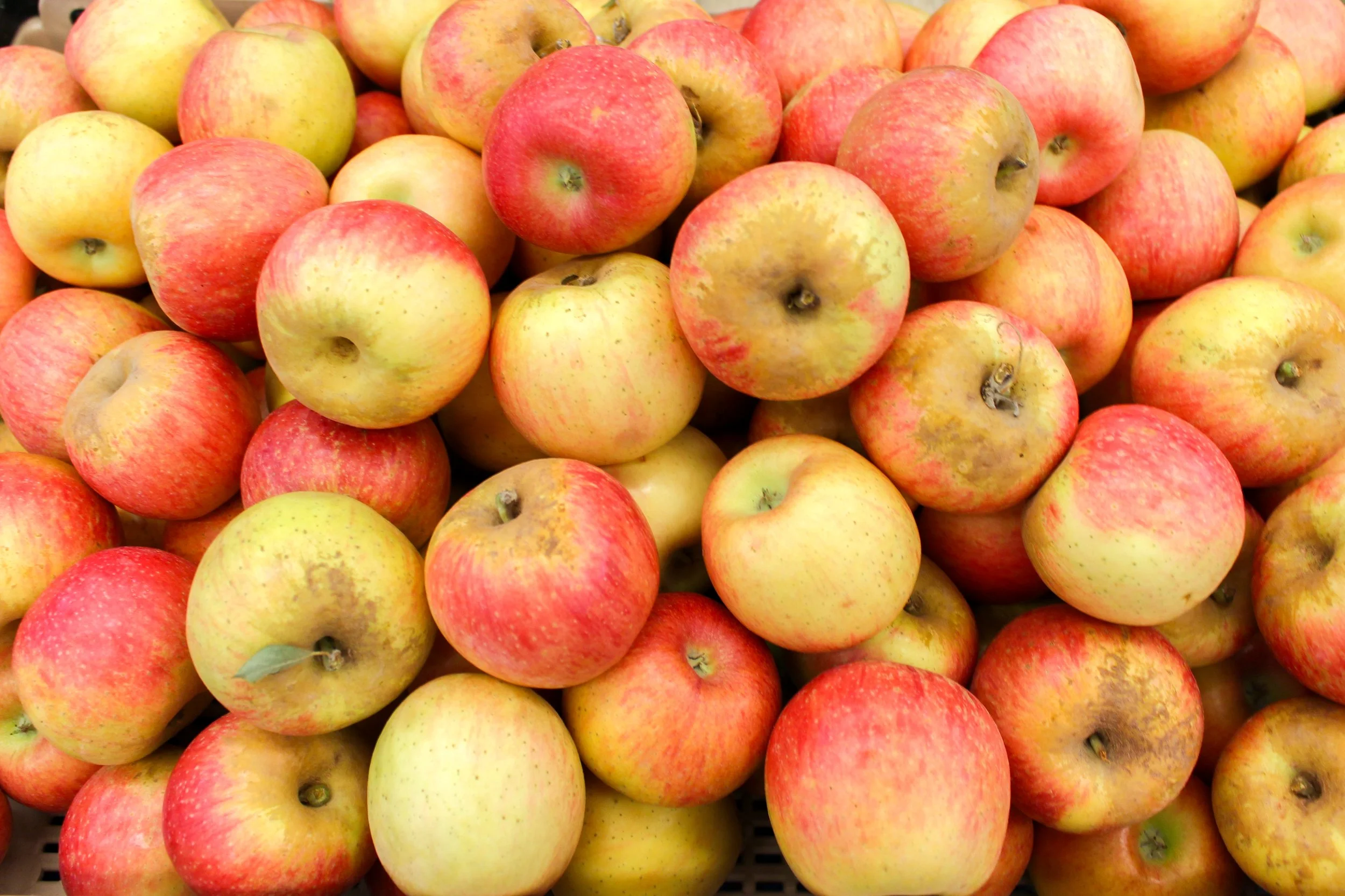 Apples