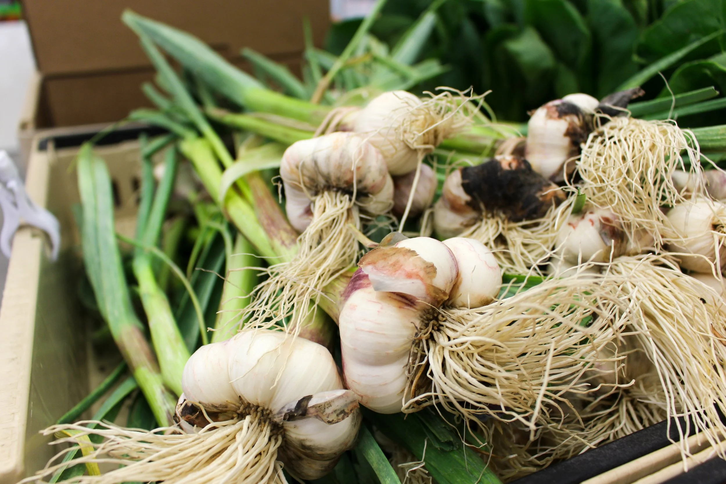 Green Garlic