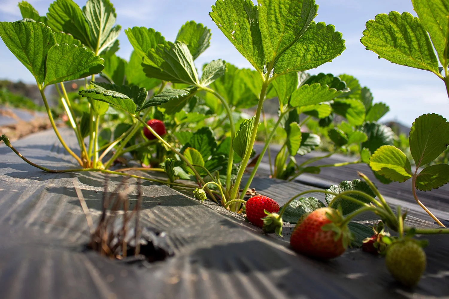 Strawberries