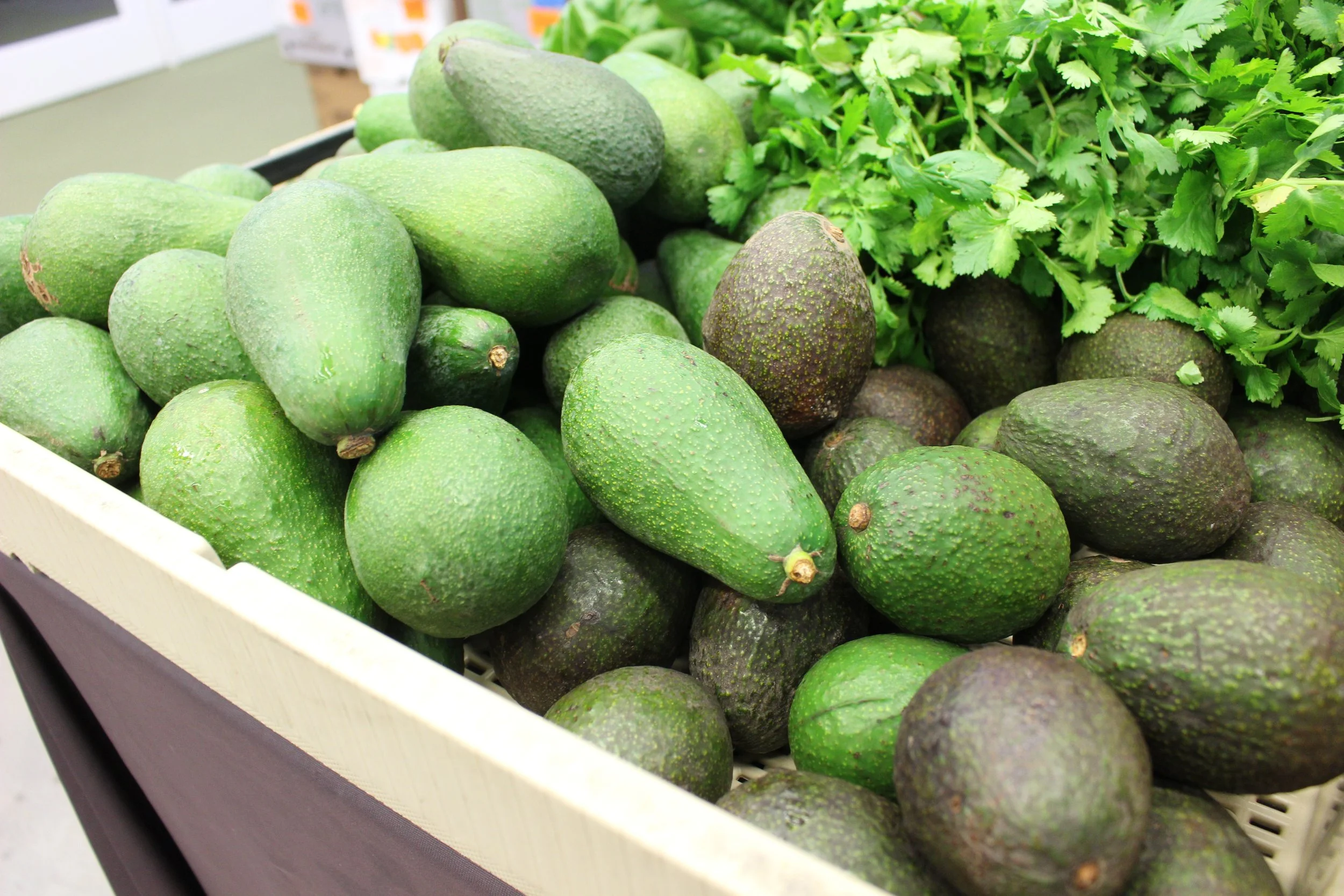 Avocados: Fuerte, Bacon, Zutano, Hass