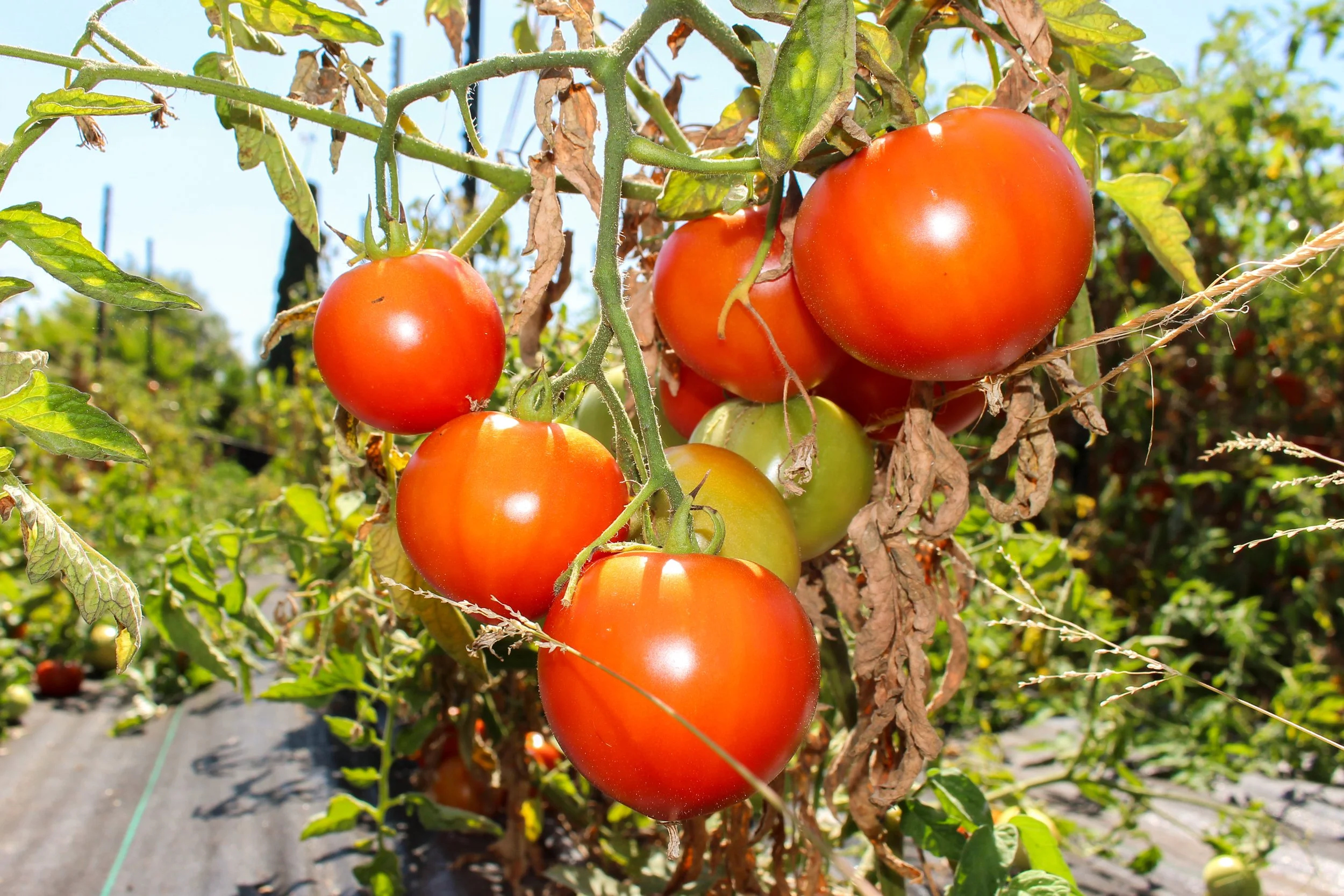 Tomatoes