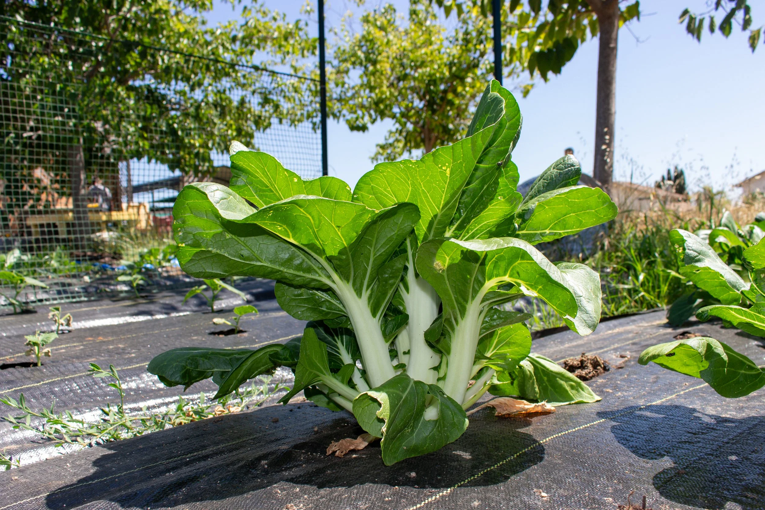 Bok Choy