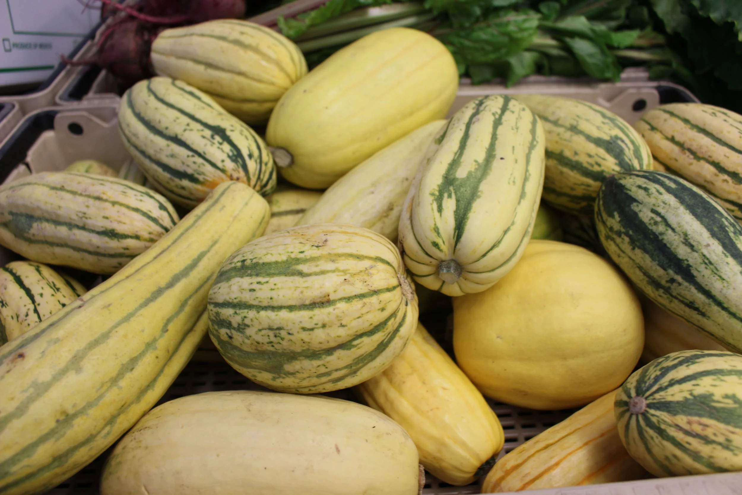 Winter Squash