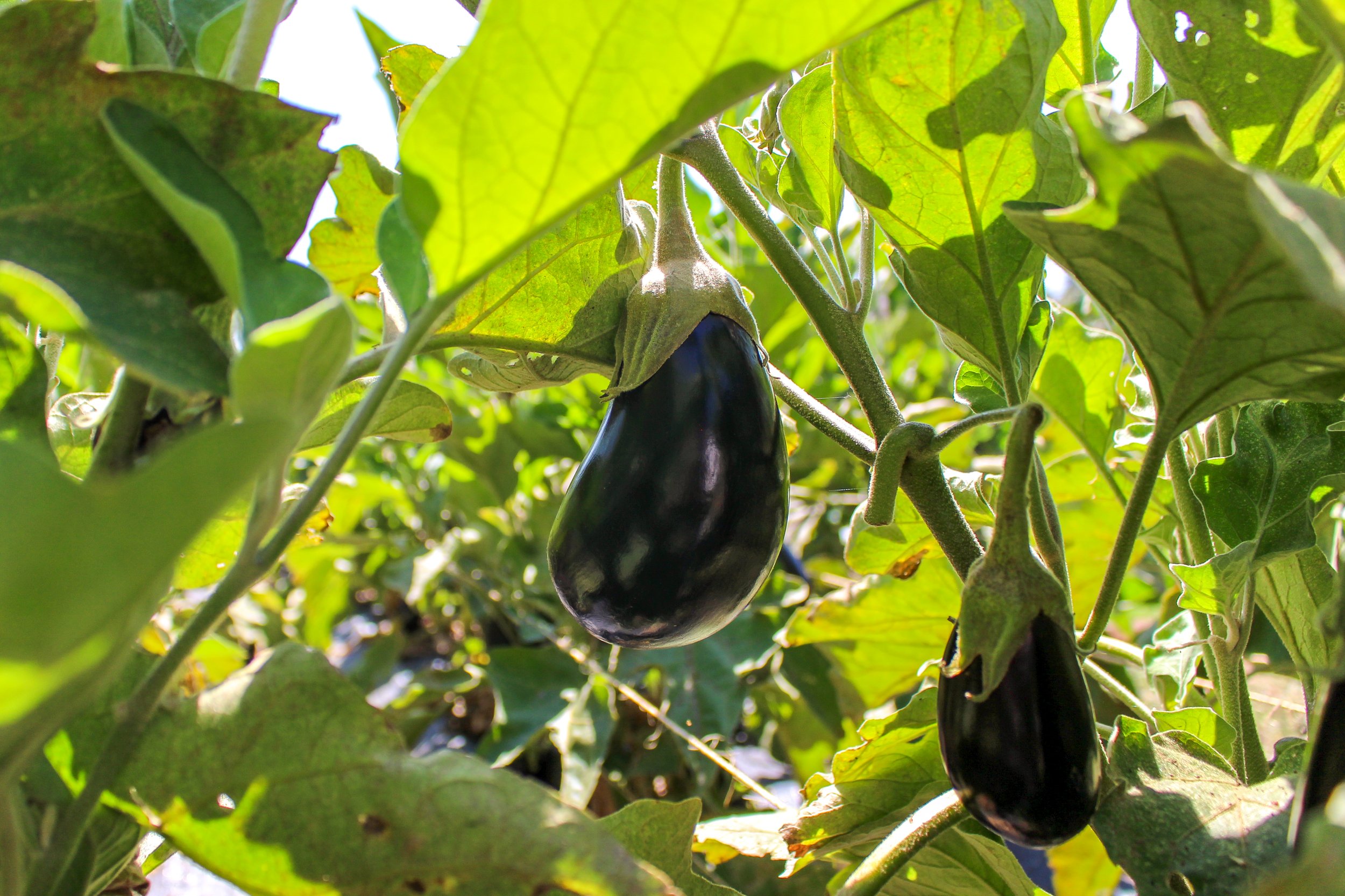 Eggplant