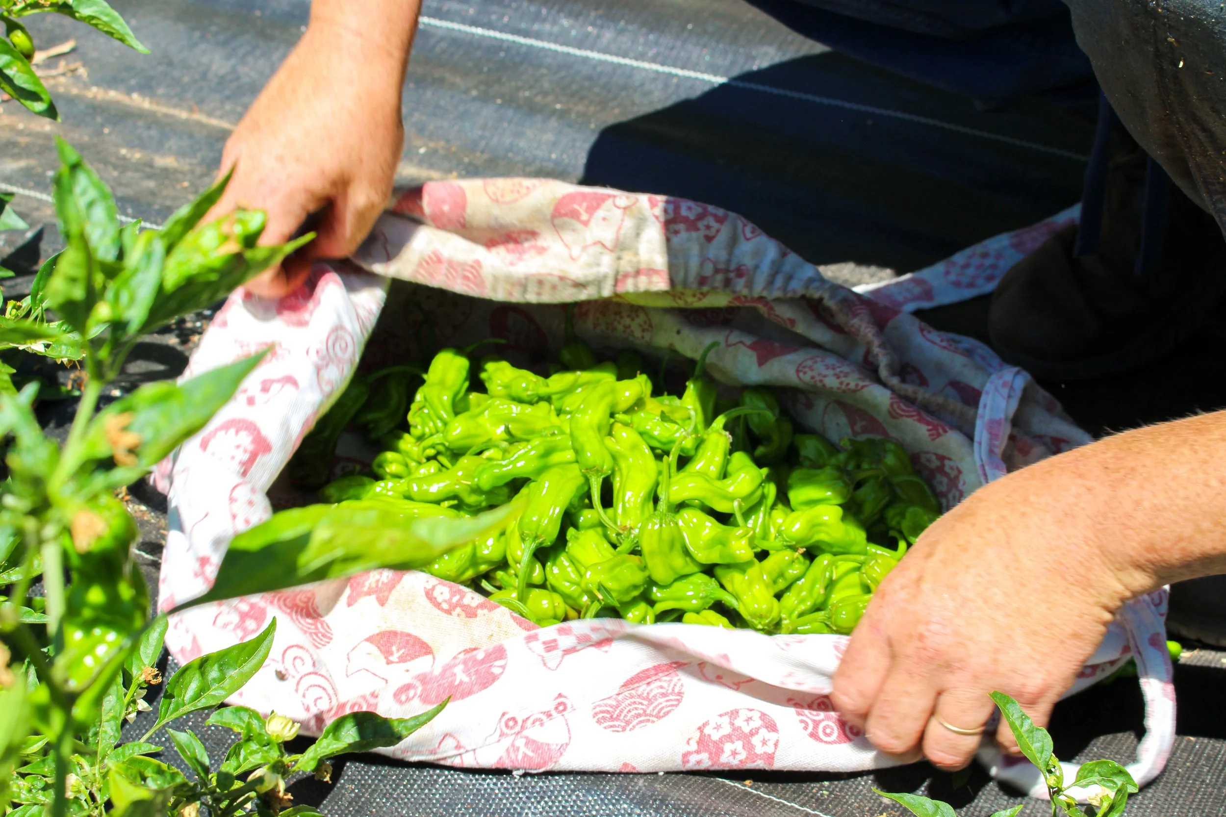 Peppers