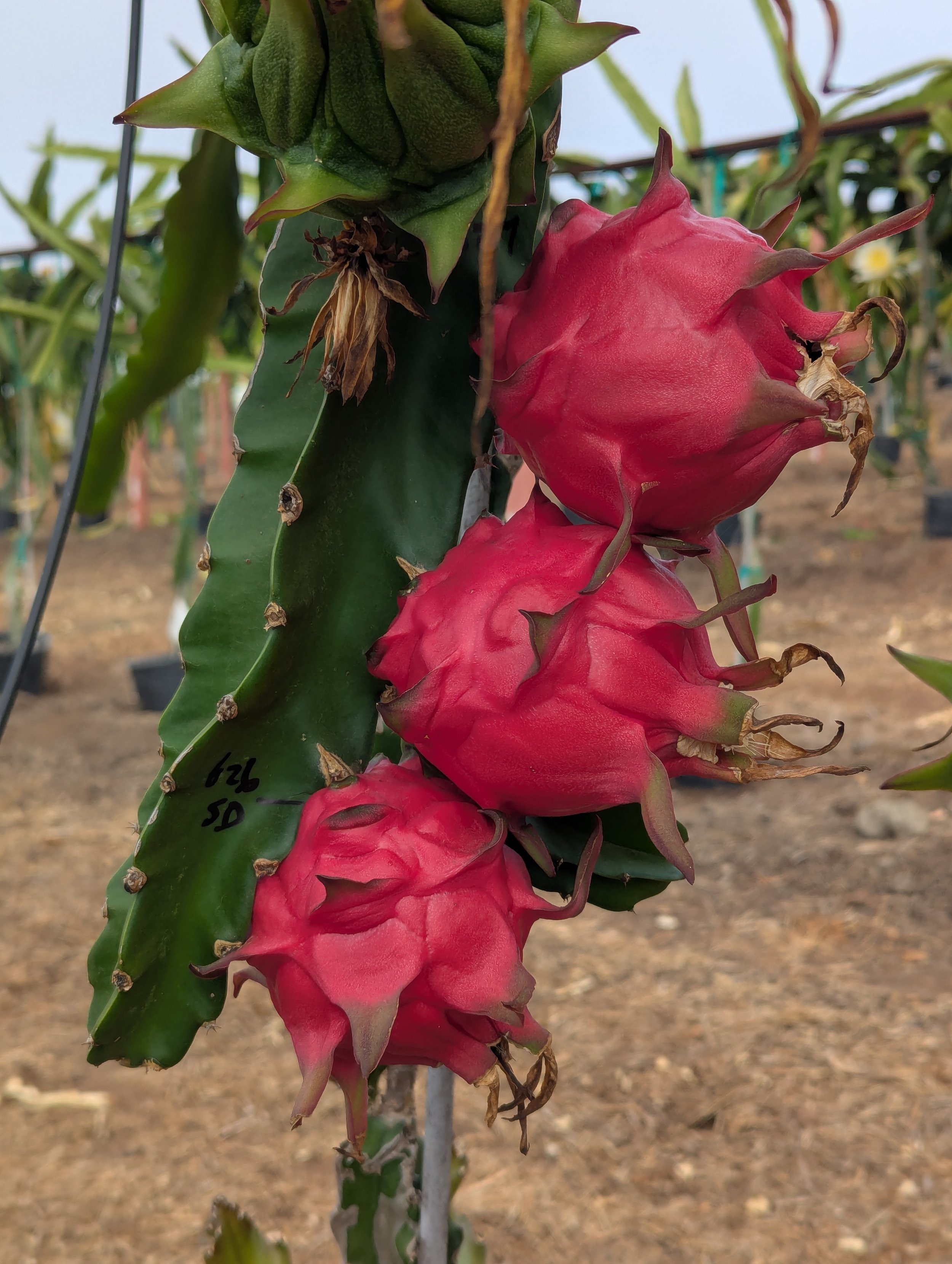 Dragon Fruit