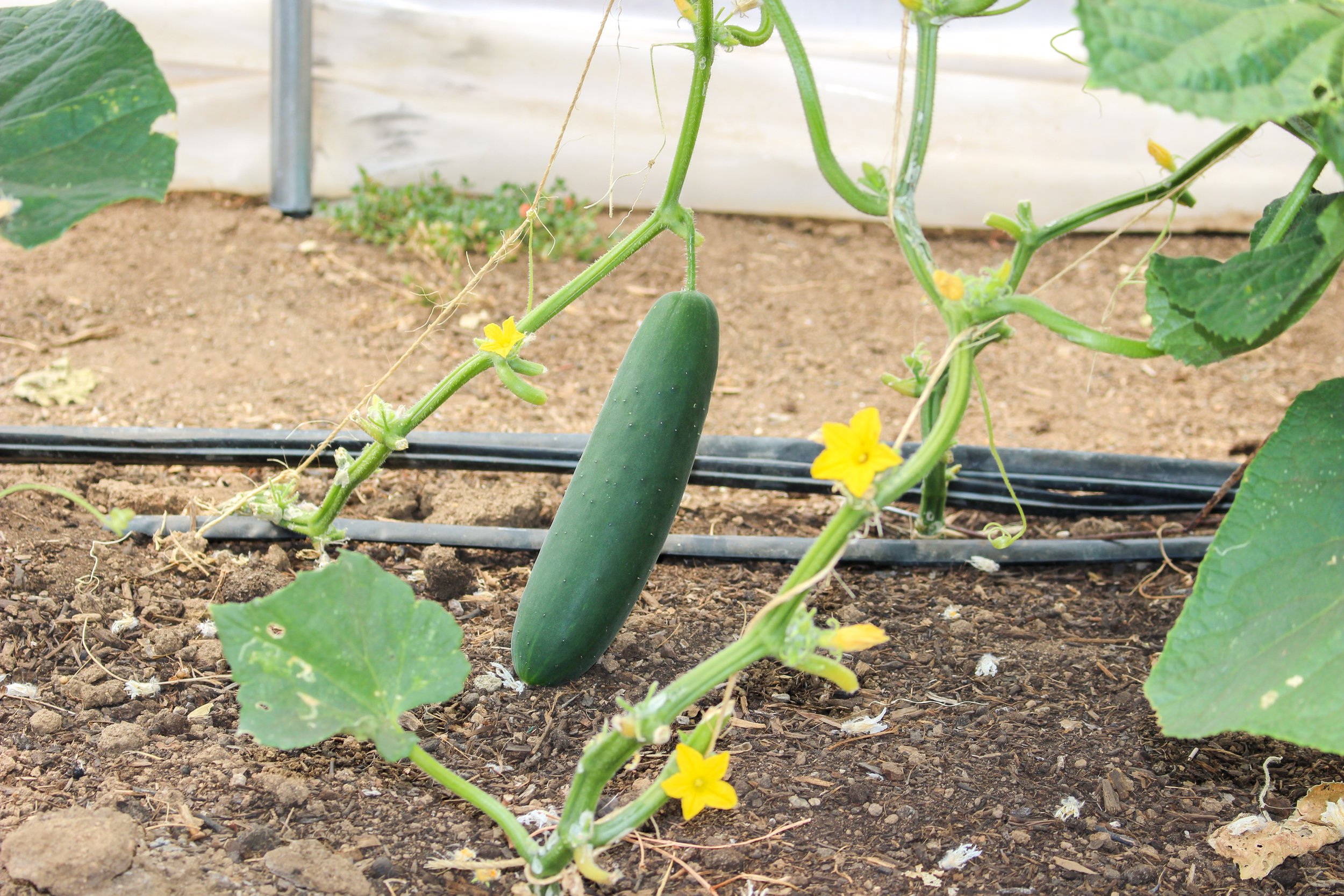 Cucumbers