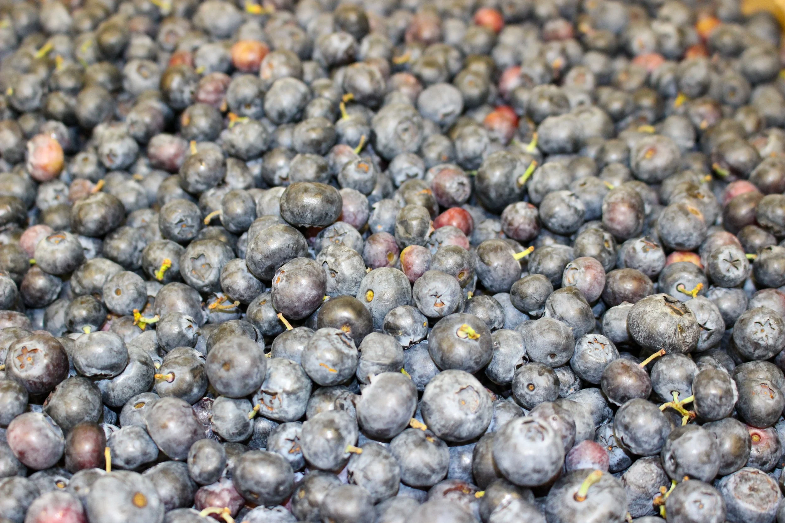 Blueberries