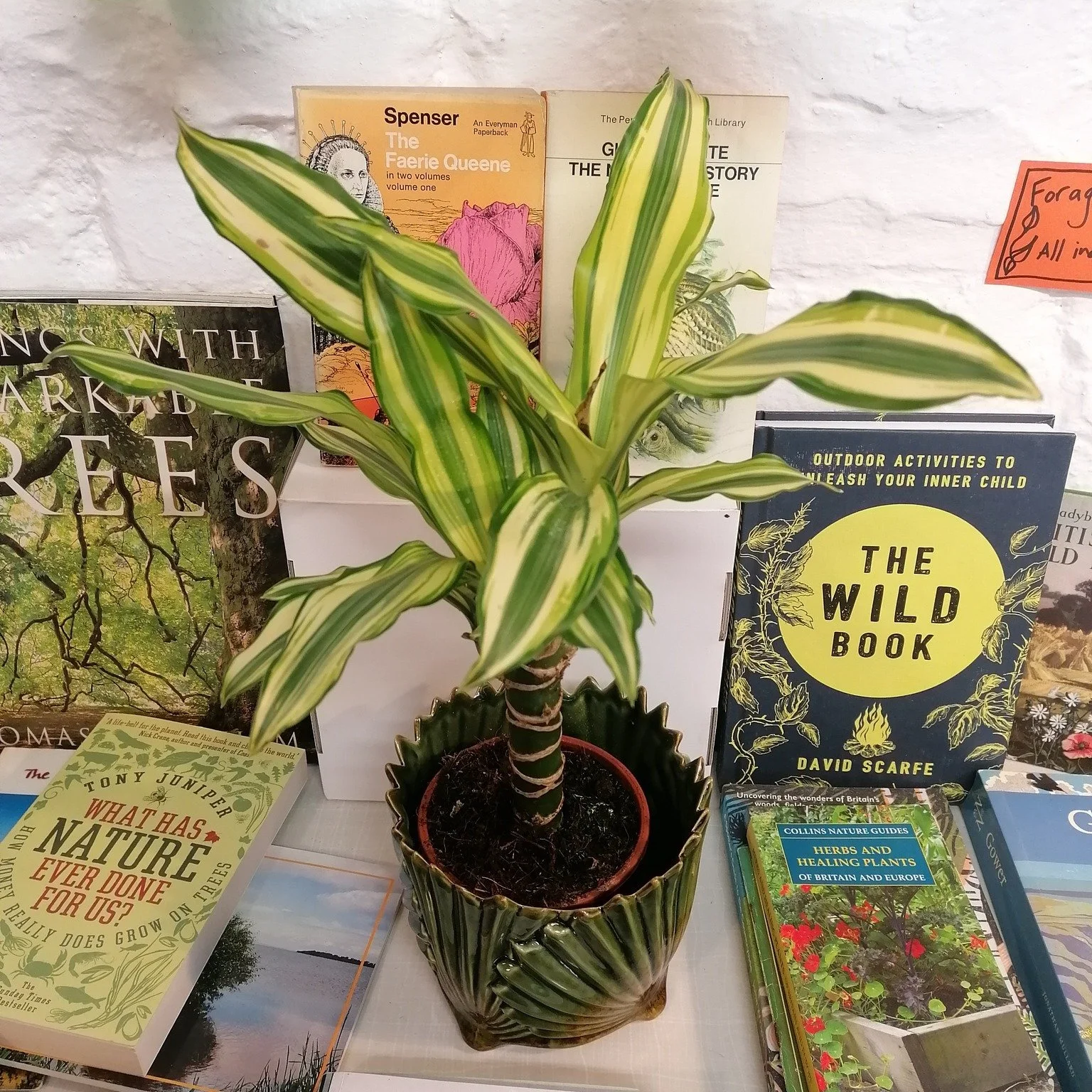 🌿New plant friends at The Book Garden

You can't have a book garden without plants! Here are three new leafy additions to the fold! 

Introducing Dracadena fragrans, also sometimes known as dragon plant! We hope he will be very at home here amongst 