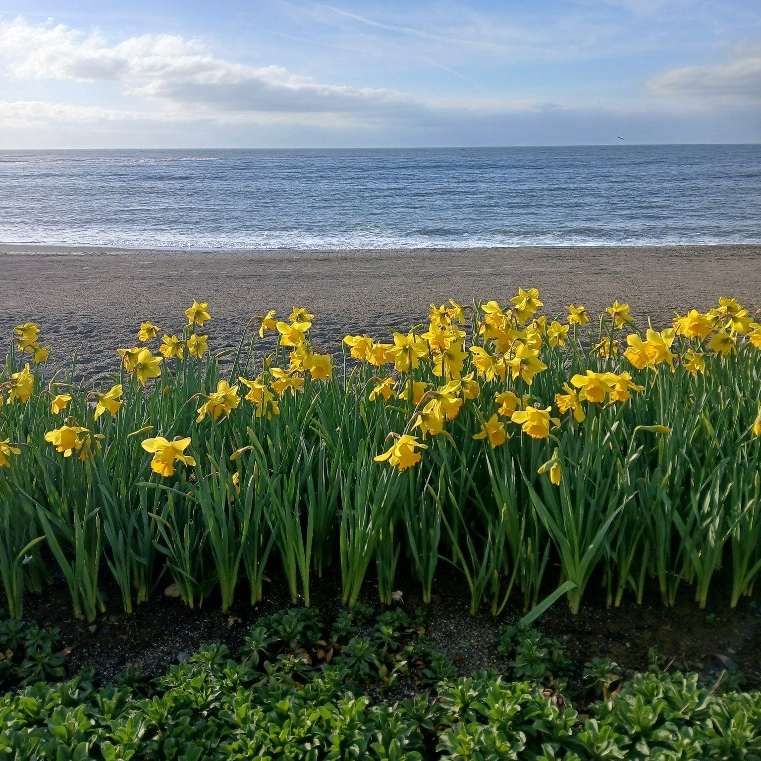 Good Morning Aberystwyth! 🌿Your daffs are looking delightful! 

The Market is on and the town is buzzing. Excited for a lovely Saturday in The Book Garden.

Pop by and say hi, did you know we have books! Open today until 5! 💚

 #indiebookshoplove #