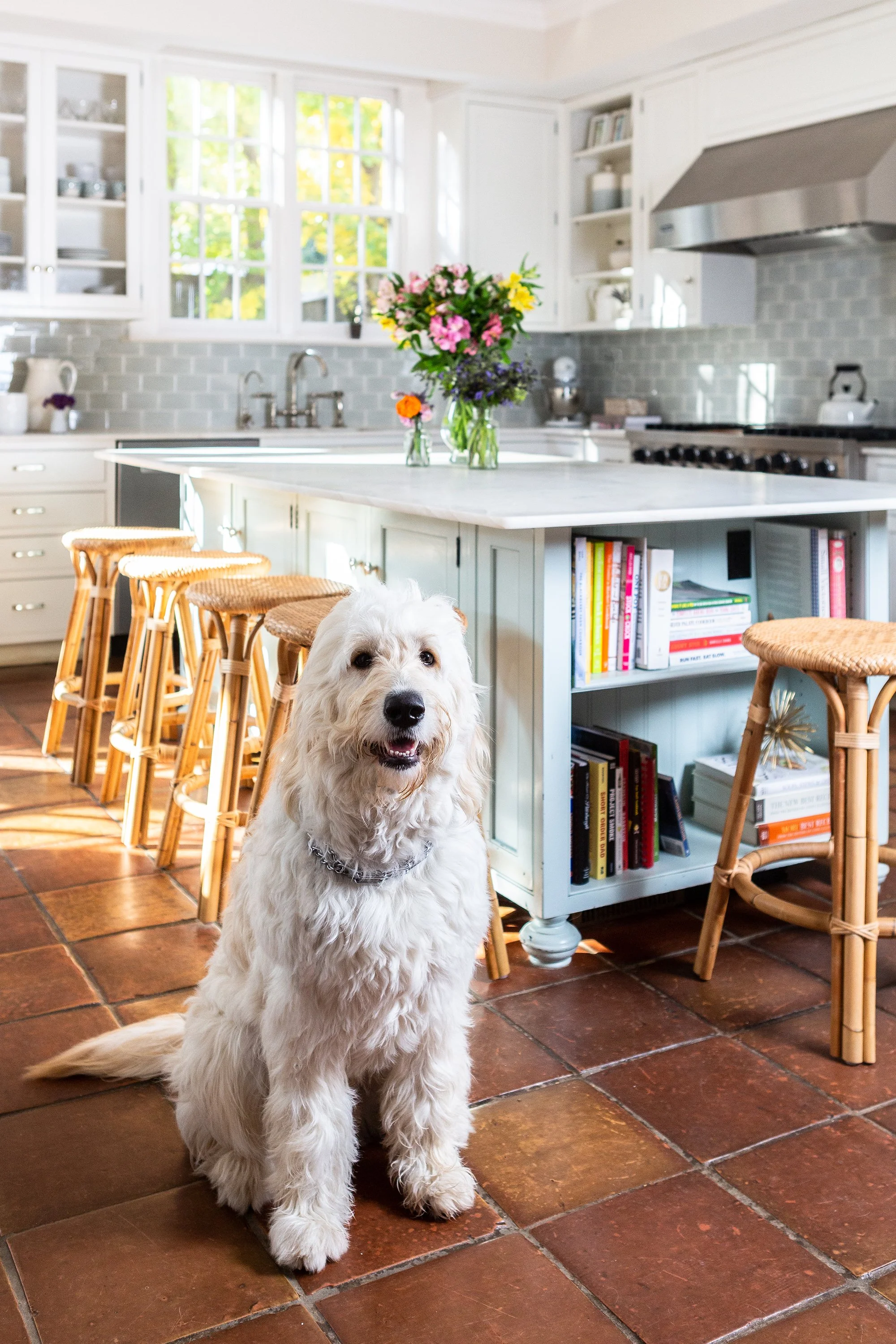 Fluffy white dog sitting on the tiled kitchen floor beside a white island with wicker stools, cookbooks, and flowers.