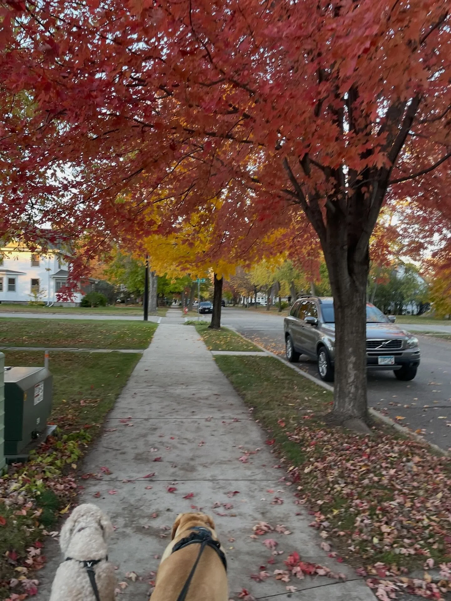 Abby&rsquo;s sniffing every leaf, Cooper&rsquo;s pulling ahead, and I&rsquo;m somewhere in the middle&mdash;grateful for both. 🍁🐾 
Sometimes Sunday night is just about slowing down enough to notice the beauty right in front of you. 🍂 #SundayVibes 