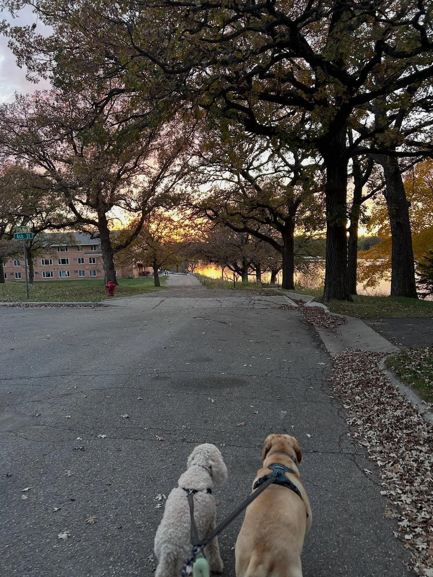 Walking straight into the weekend like&hellip;🐶

The dogs have the lead, and I&rsquo;m just here for the views. 

Happy Friday, friends &mdash; and good luck to everyone heading out for hunting opener this weekend! 🦌
Stay safe out there🙂
#fridayvi