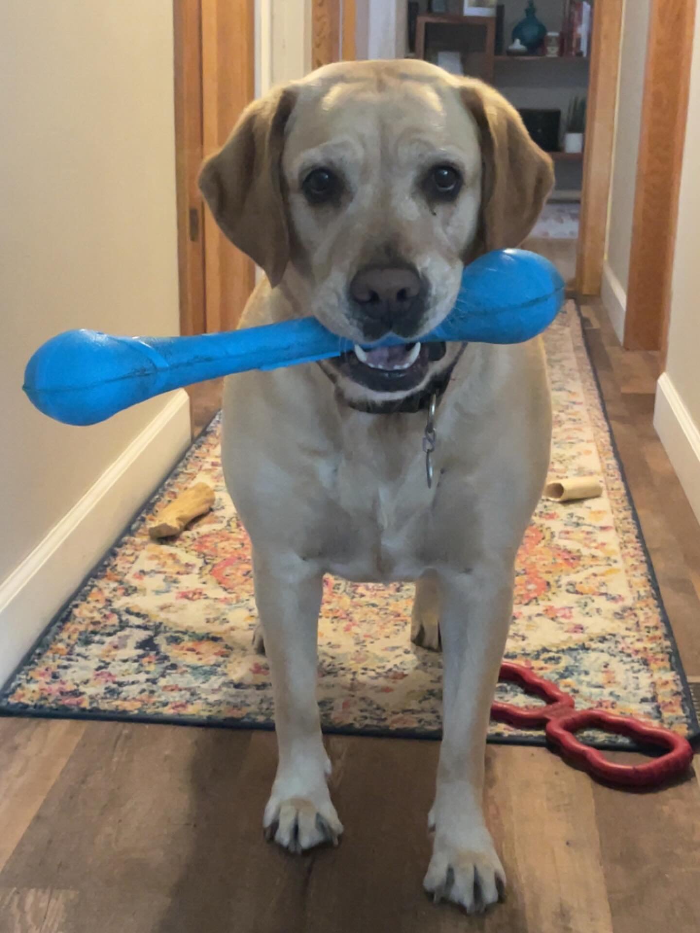When you&rsquo;re holding on to the weekend like your favorite toy🐾
Wishing you a cozy Sunday night and an easy start to the week!💙