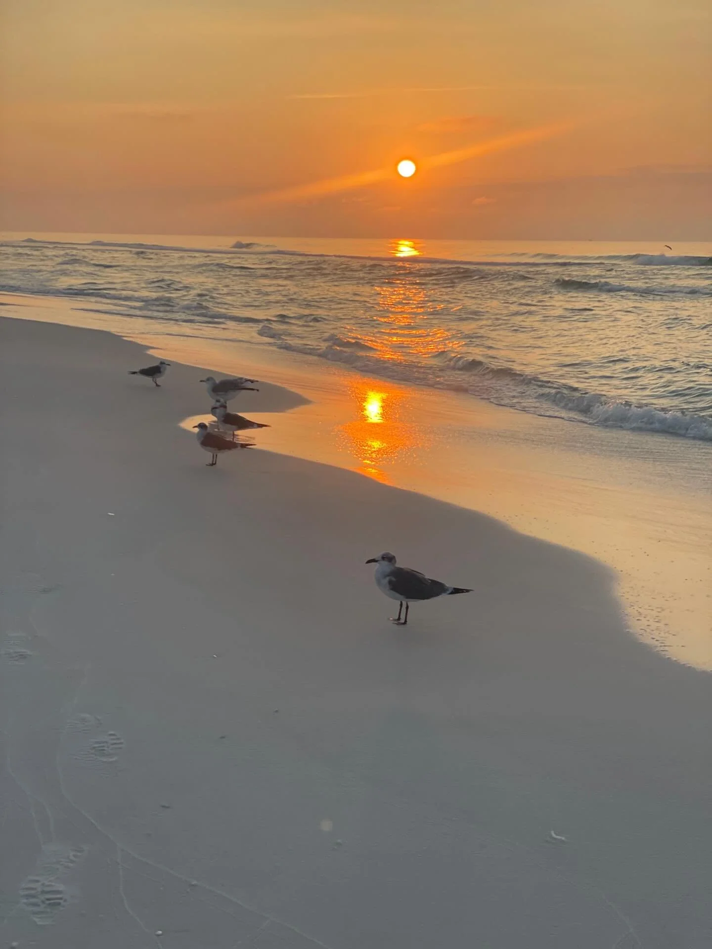 Sunrise. 🌅 Dolphins. 🐬 Perspective - Life can be a lot all at once&hellip;
but today I&rsquo;m extra thankful my sister is healthy enough to fly home with me.
That&rsquo;s the real highlight. 💙 #health #destinflorida #sunrise #grateful #dolphins