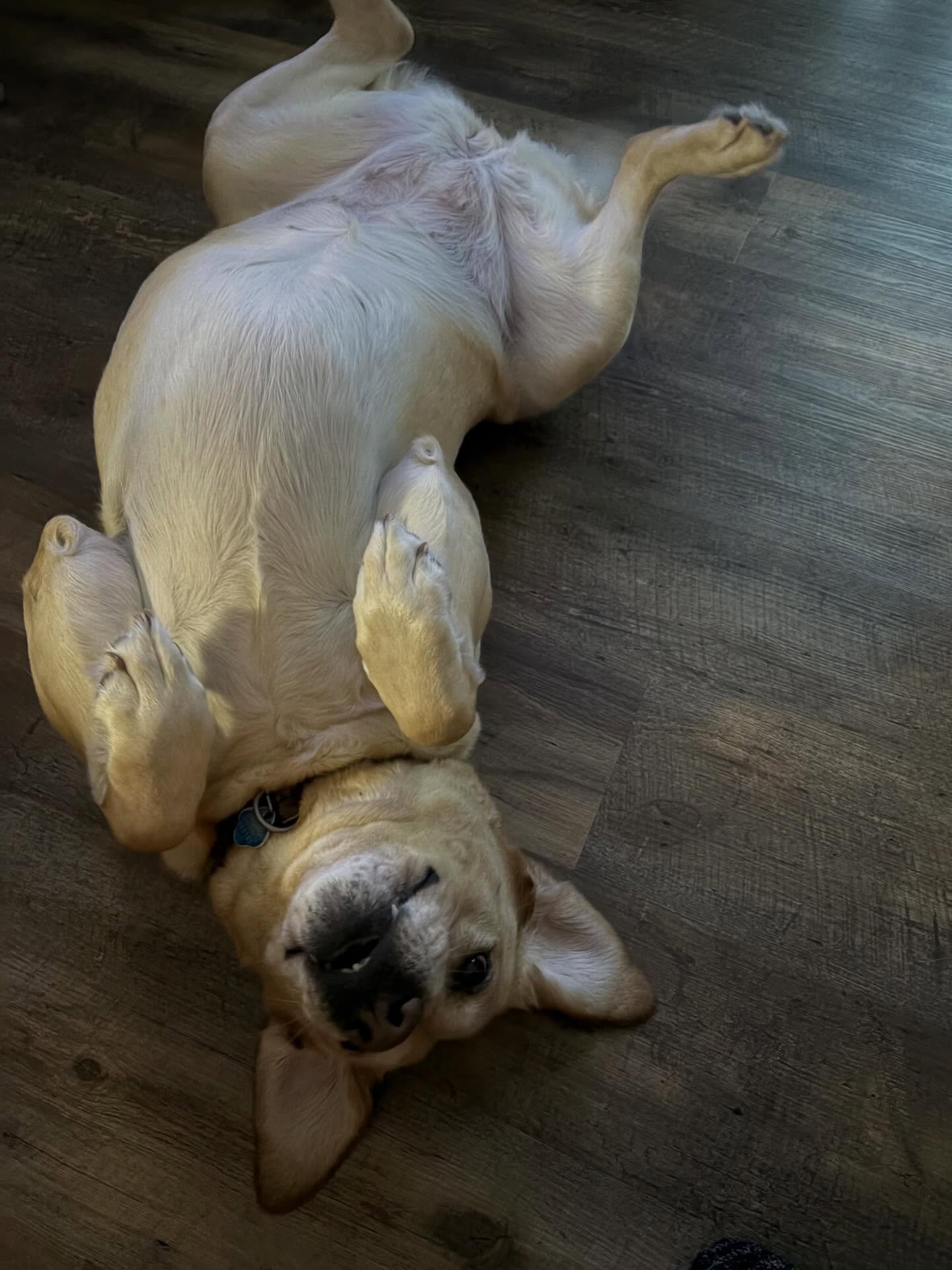 Abby is here for your mid-week reminder that taking a break is ok, preferably on the floor, and preferably with belly rubs. 😅