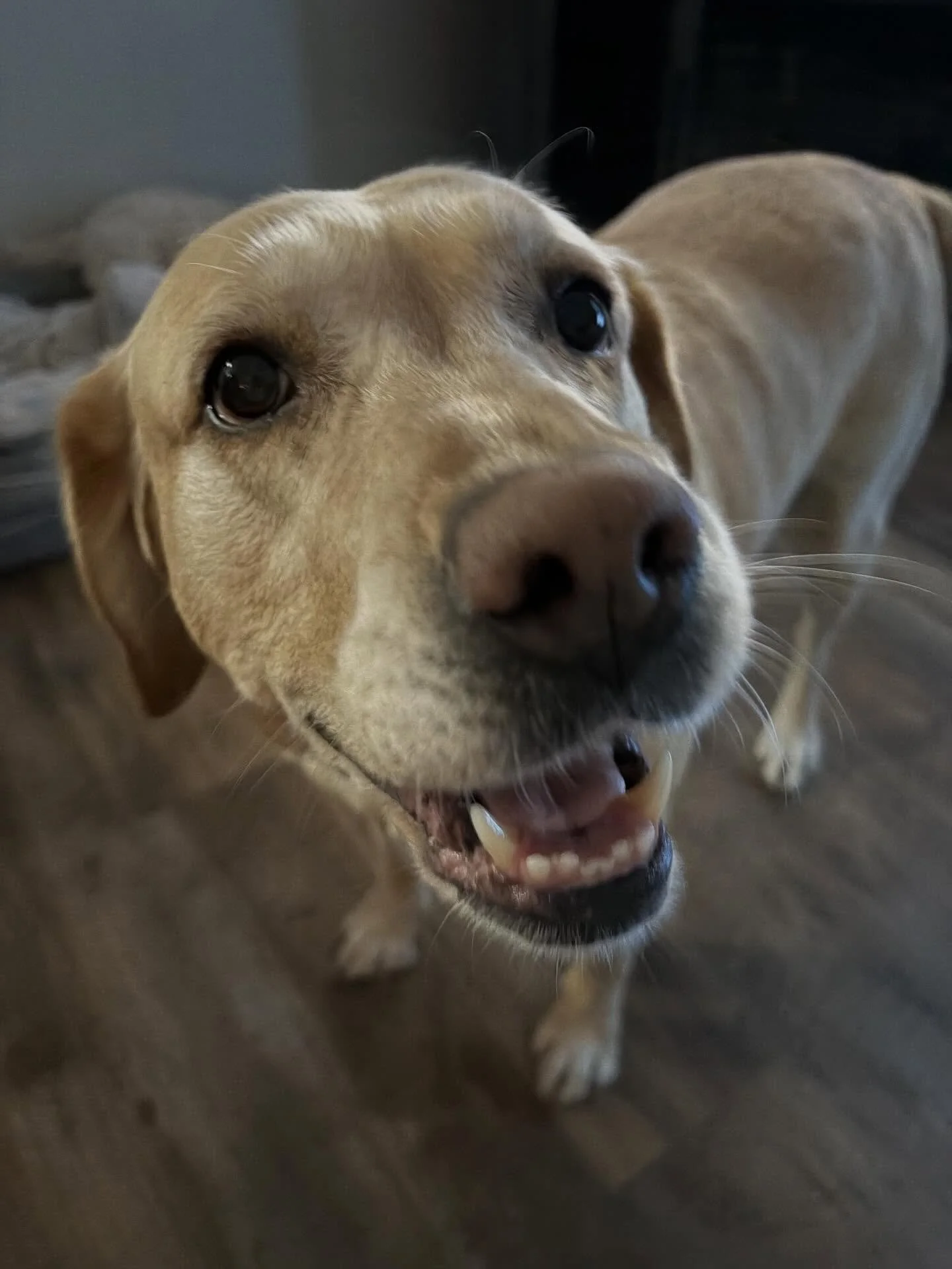 Abby&rsquo;s Monday advice: 🐾
Be excited.
Be yourself.
And snacks help.