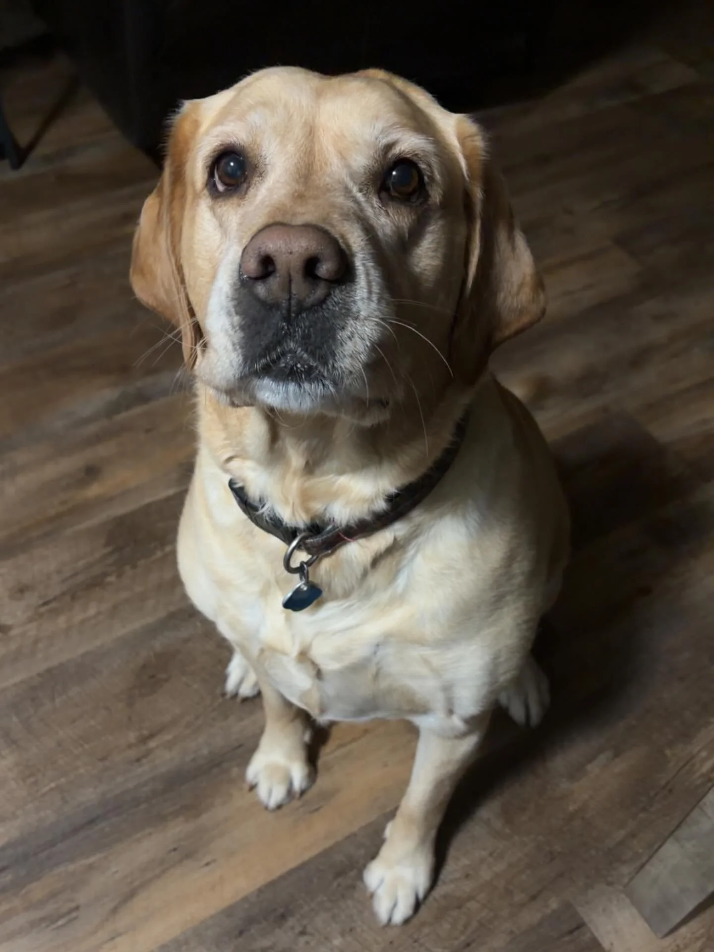 Even Abby is begging for warmer temps&hellip;. Or a treat. 🦴 Either way- I know she&rsquo;s not alone in wanting the warmer temps🥶
