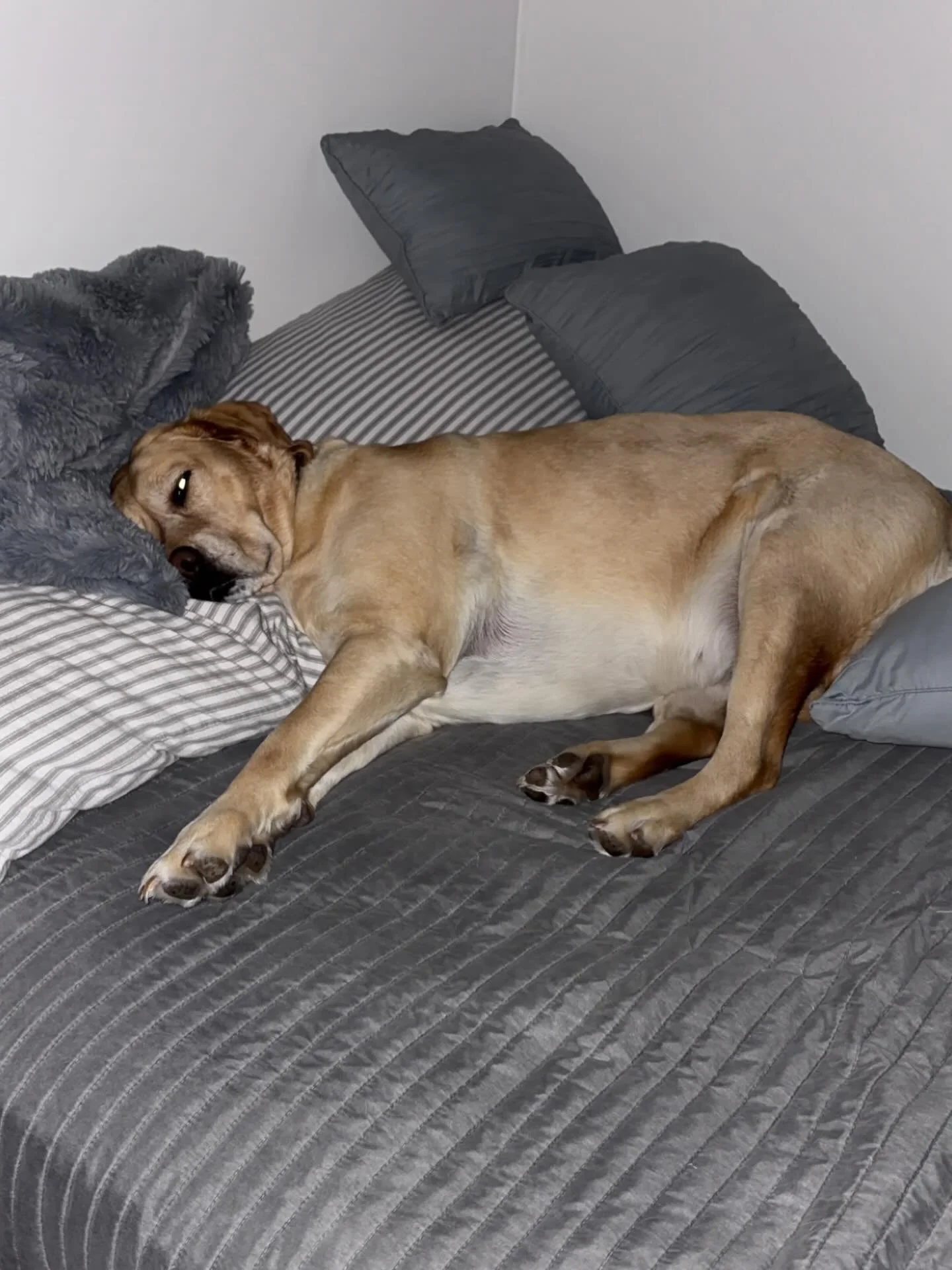 If Friday were a pose, this would be it.
Stretched out.
Unbothered.
Weekend-ready.

She acts like she pays the rent around here 😂🐶