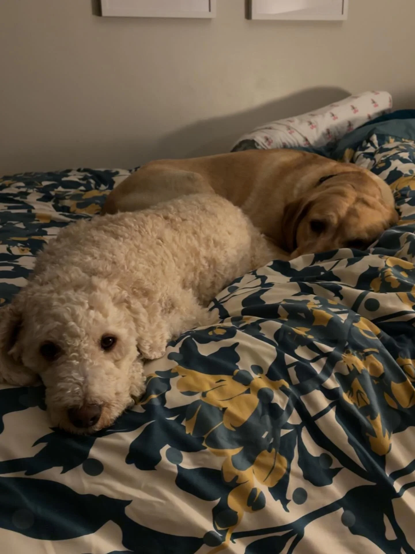 Apparently these two are ready for bed&hellip;🐶
and barely saved room for me. 😴😂
