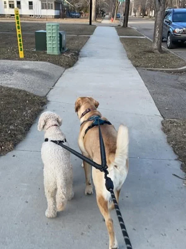 Spring forward ✔️
Sunday walk ✔️
Dogs still on their regular schedule ✔️🐾

One less hour of sleep&hellip;
but a little more daylight and a fresh week ahead&hellip;.. We&rsquo;ll take it. 😊

Whatever you&rsquo;re stepping into tomorrow&hellip; step 