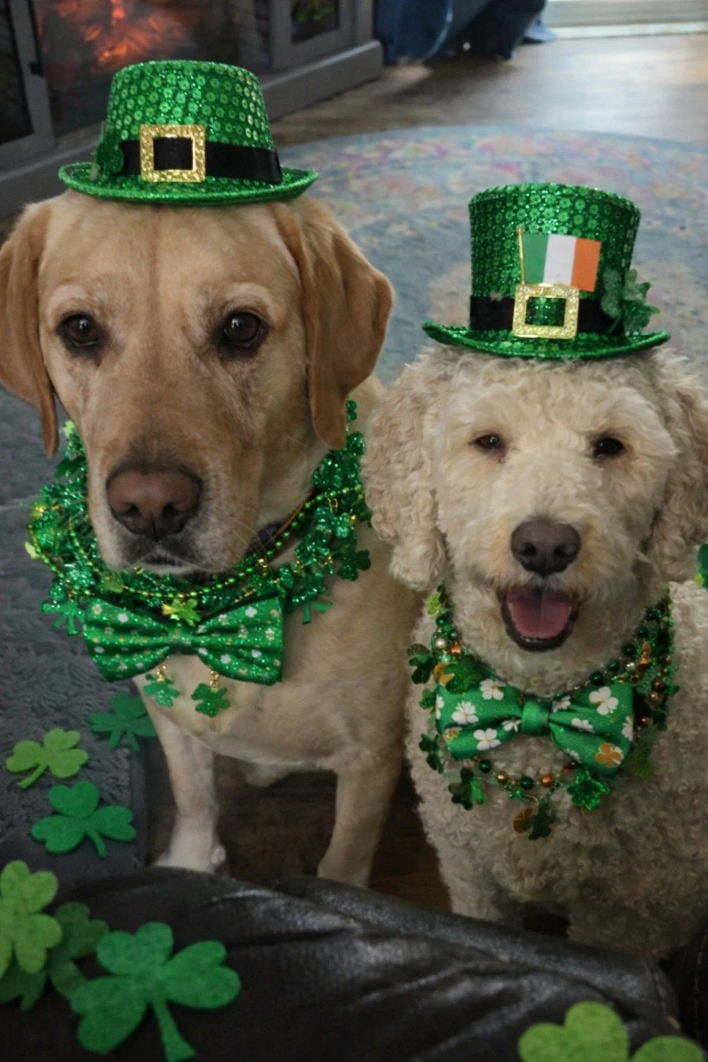 Dog-gone&hellip; we&rsquo;re feelin&rsquo; lucky today! 🍀🐾

Hope your day brings a little luck,
a lot of good,
and maybe a treat or two along the way. 💛

Happy St. Patrick&rsquo;s Day, friends! 🍀